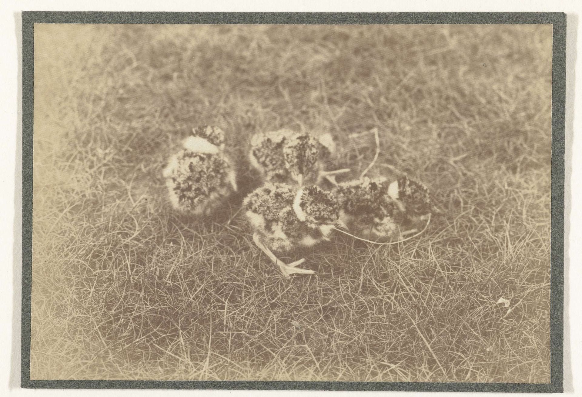Vier kuikens in het gras by Richard Tepe
