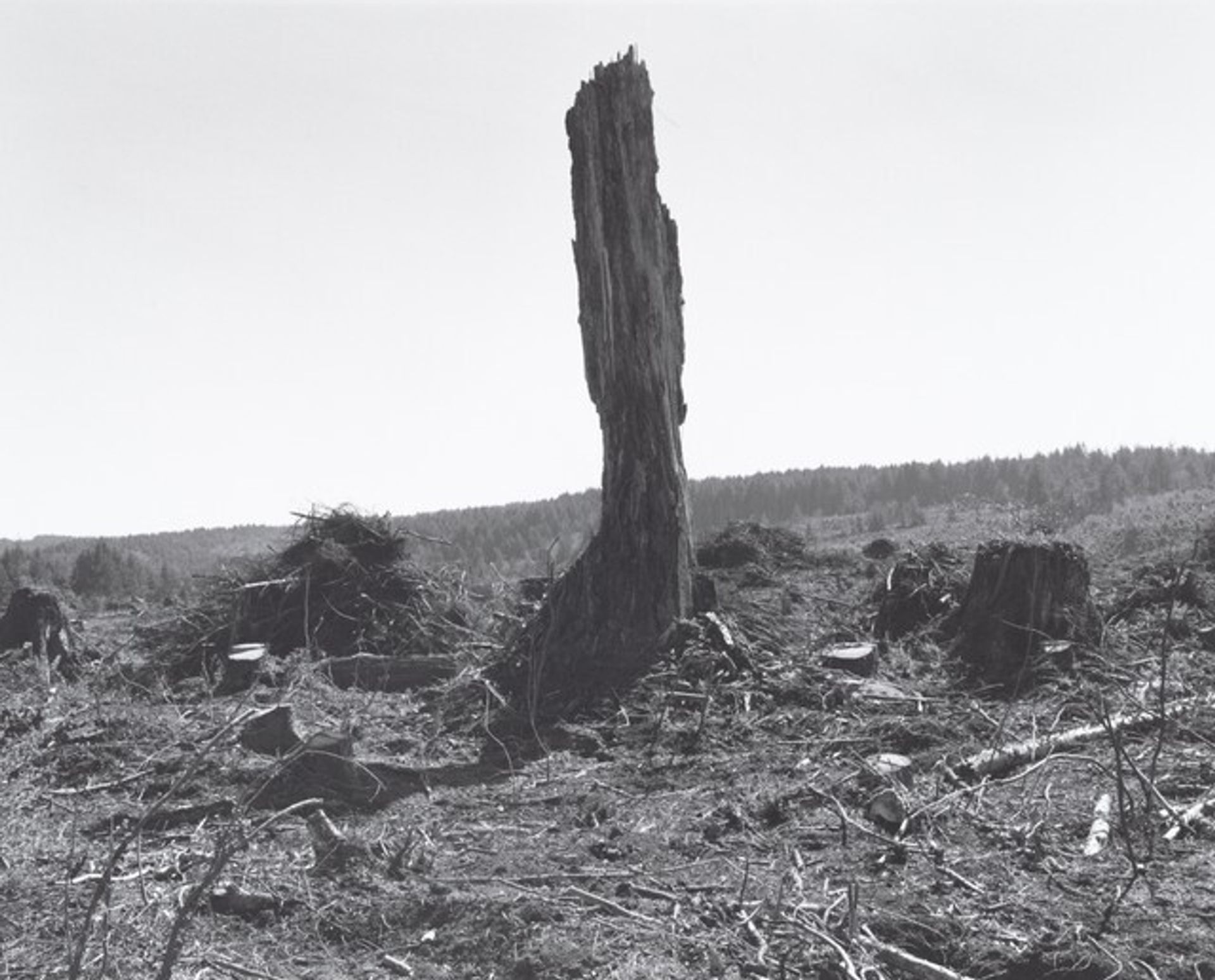 Clearcut, Coos County, Oregon by Robert Adams