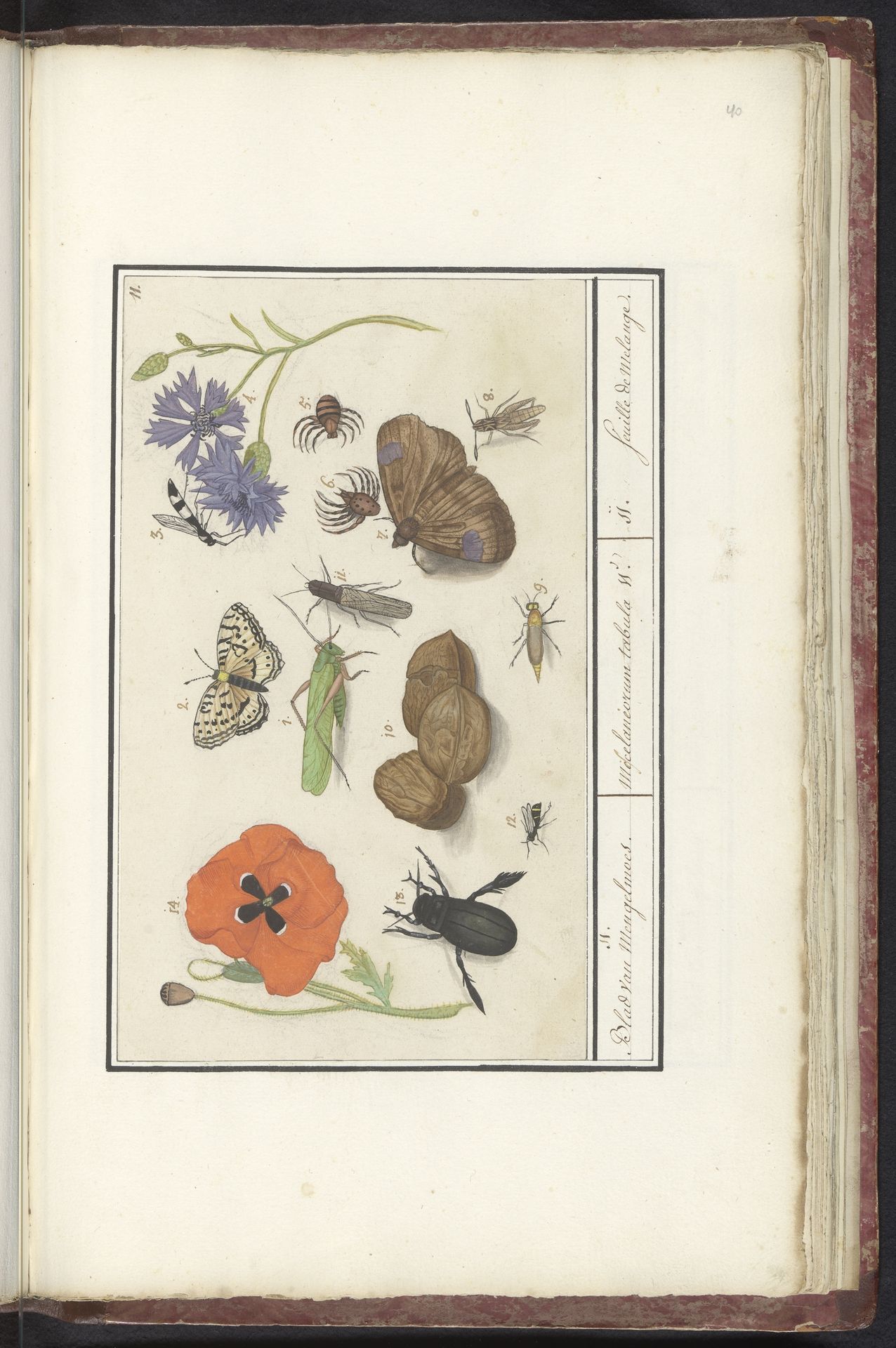 Natuurhistorische ensemble (nr. 11) by Elias Verhulst