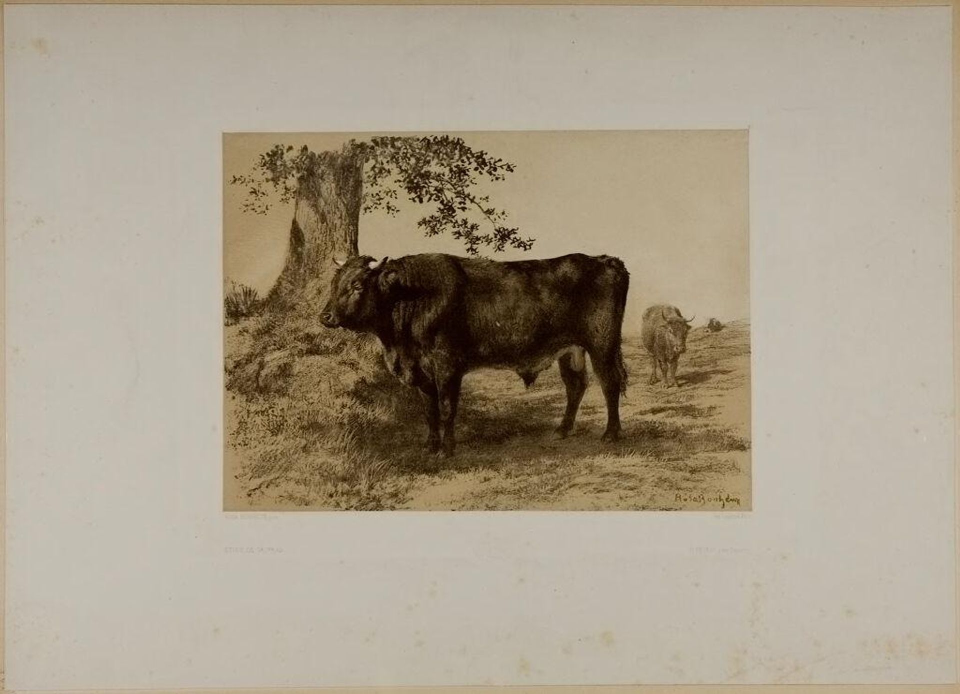 Study of a Bull by Rosa Bonheur