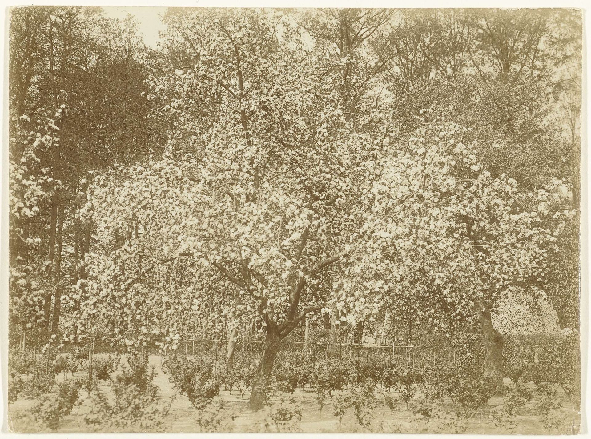 Appelboom in bloei by Richard Tepe