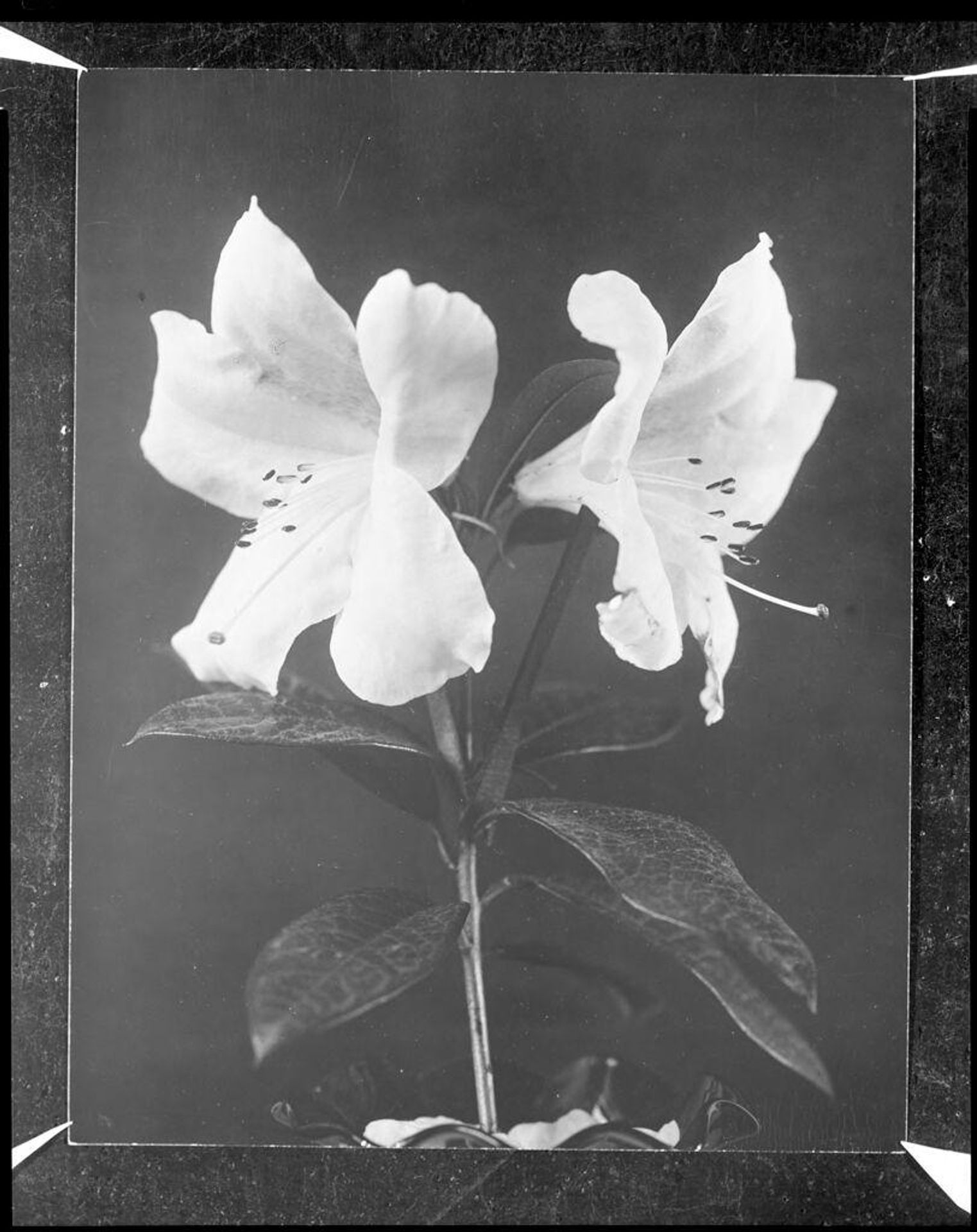 Untitled (lily) by Sarah Choate Sears