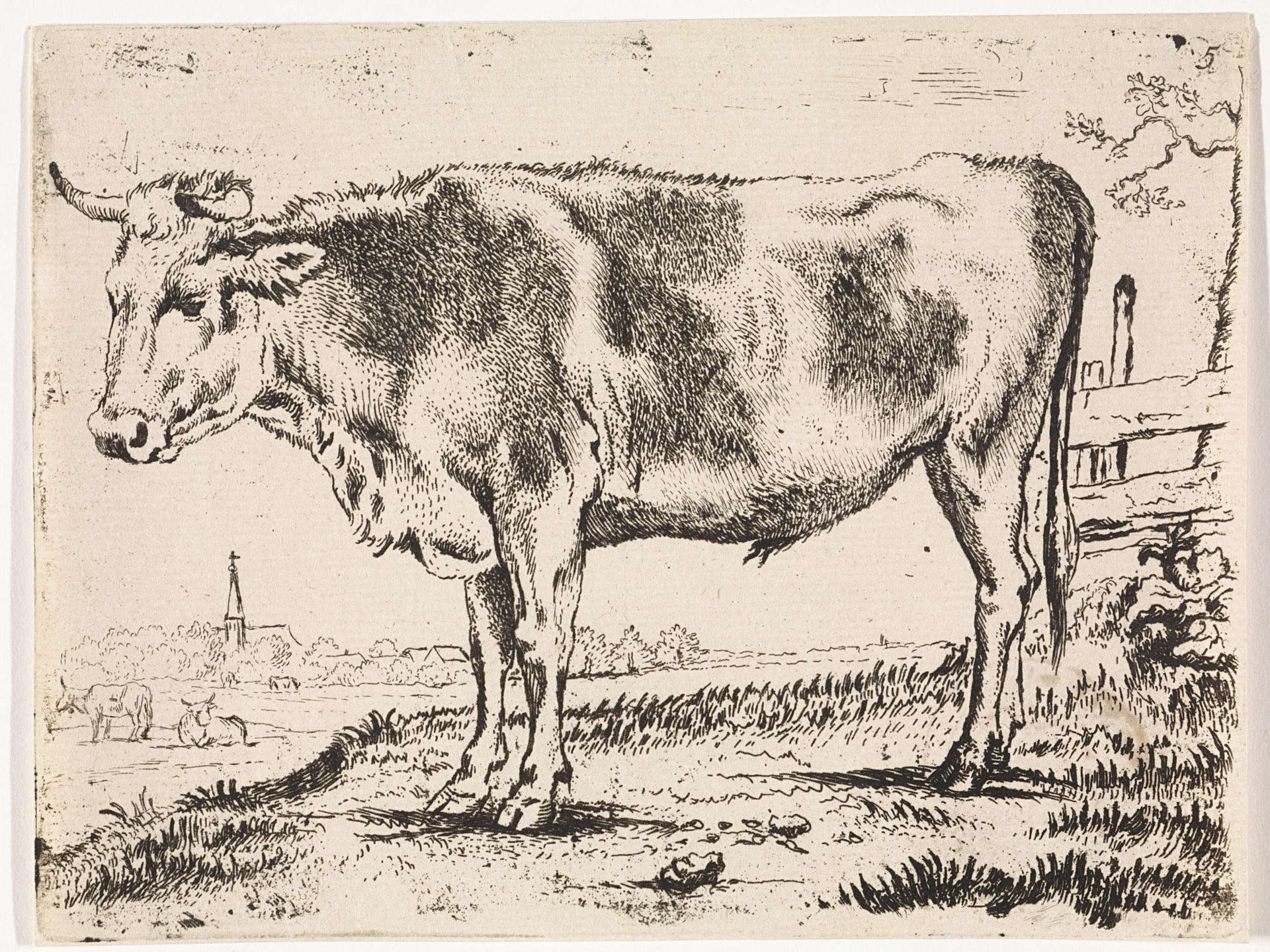 Staande os, naar links by Paulus Potter
