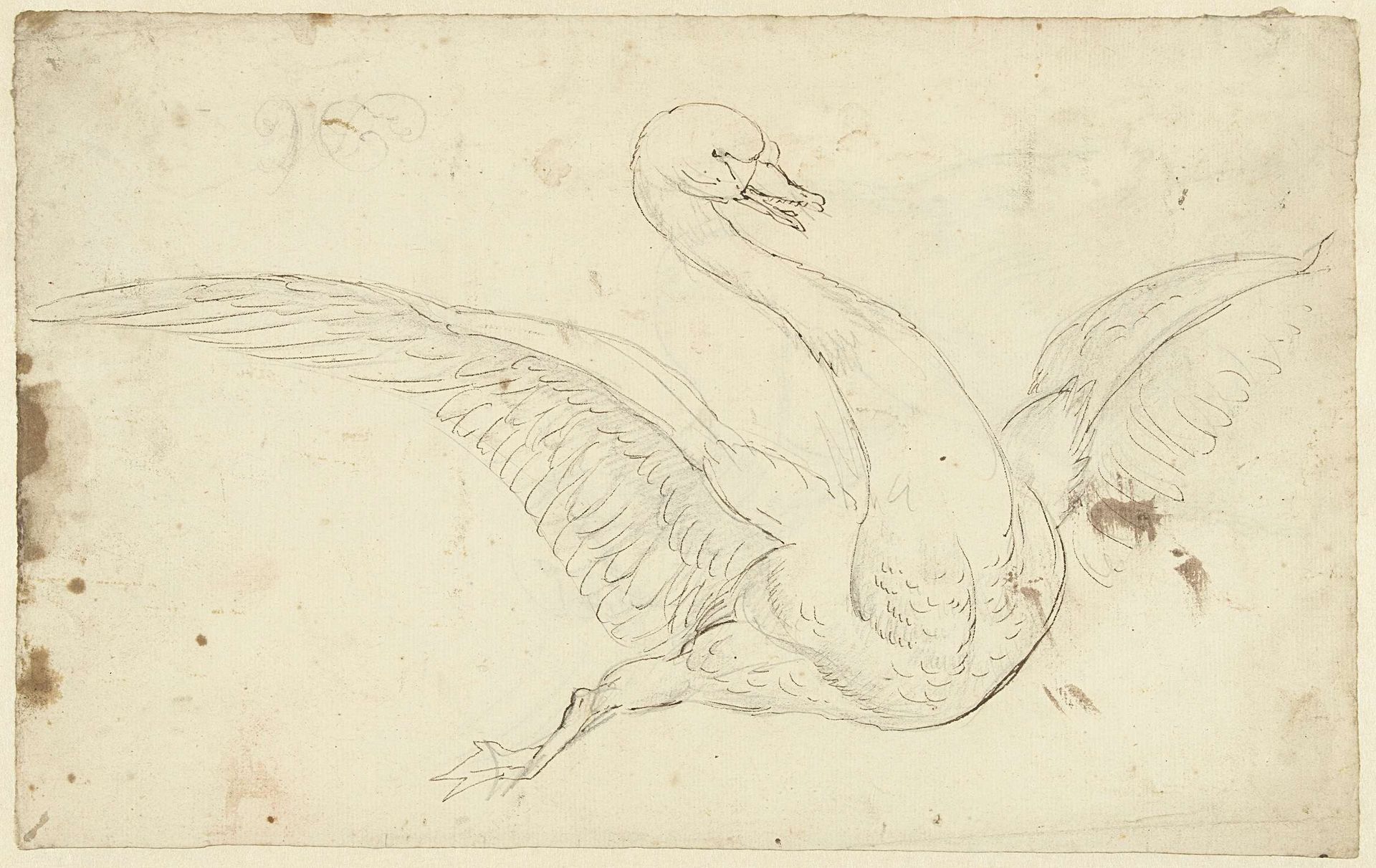 Studie van een zwaan met gespreide vleugels by Aert Schouman