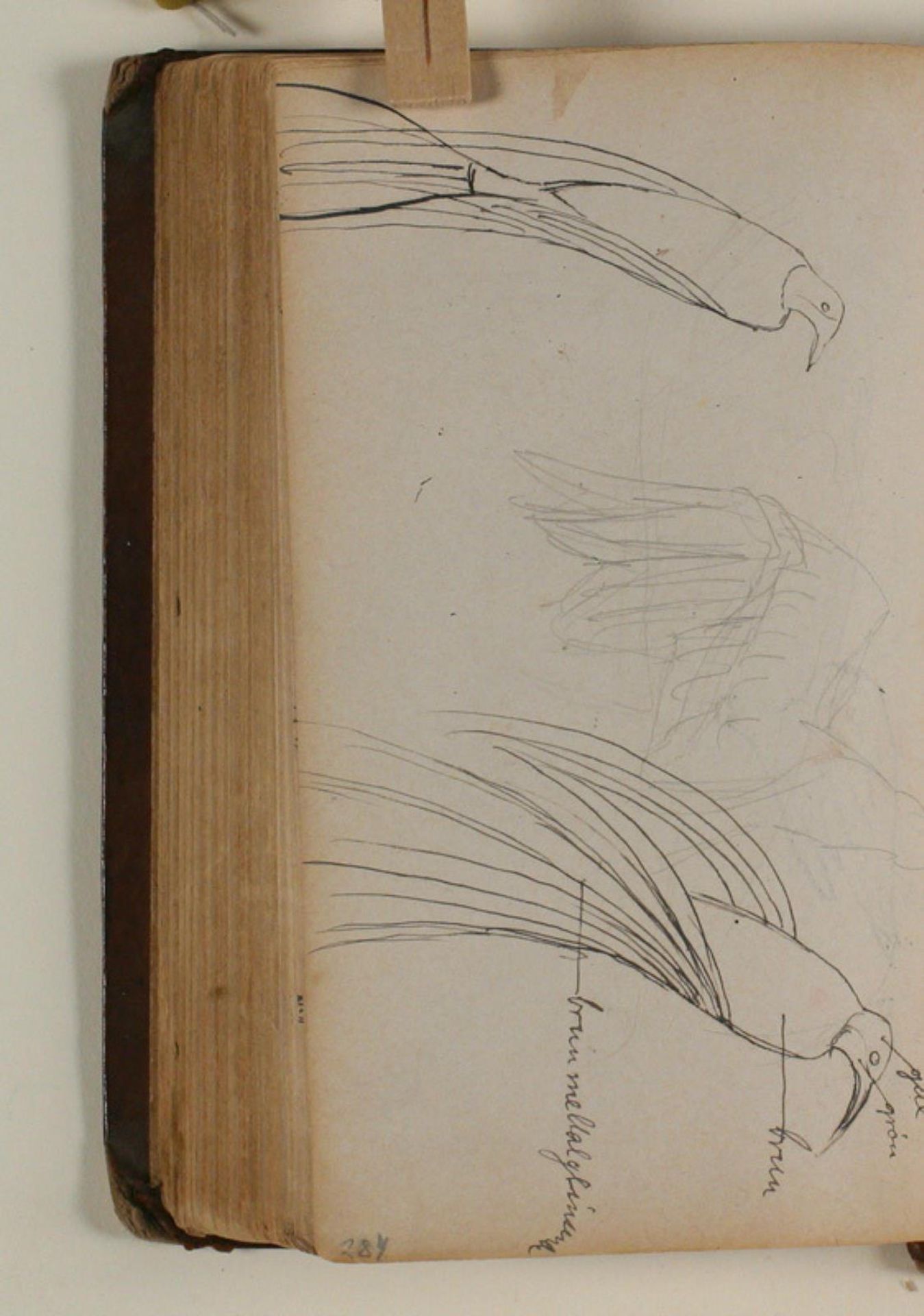 Studier af paradisfugl by Niels Larsen Stevns