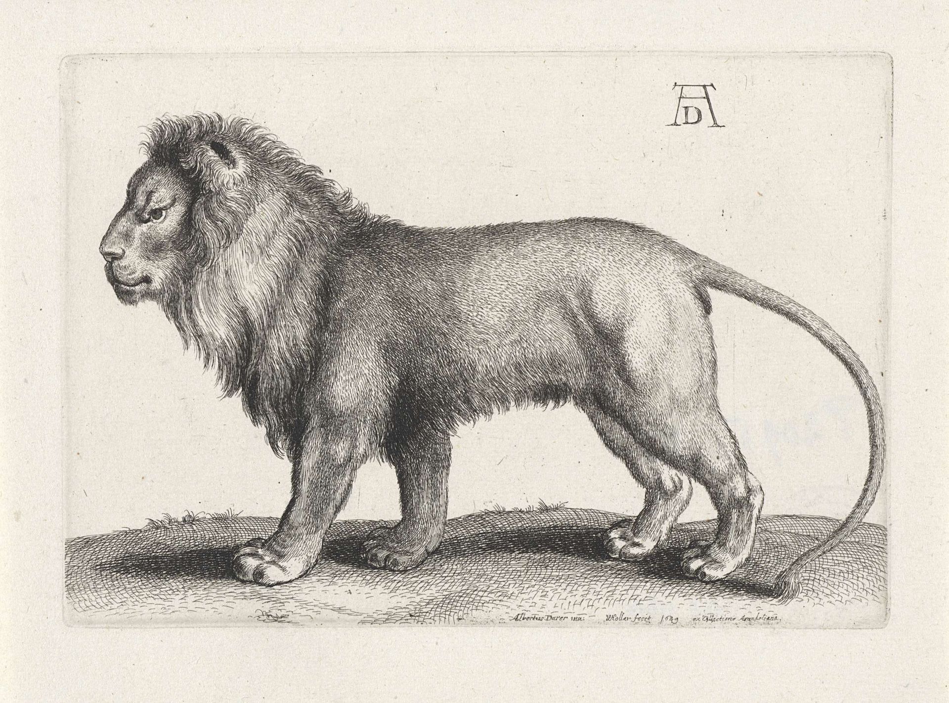Staande leeuw by Wenceslaus Hollar