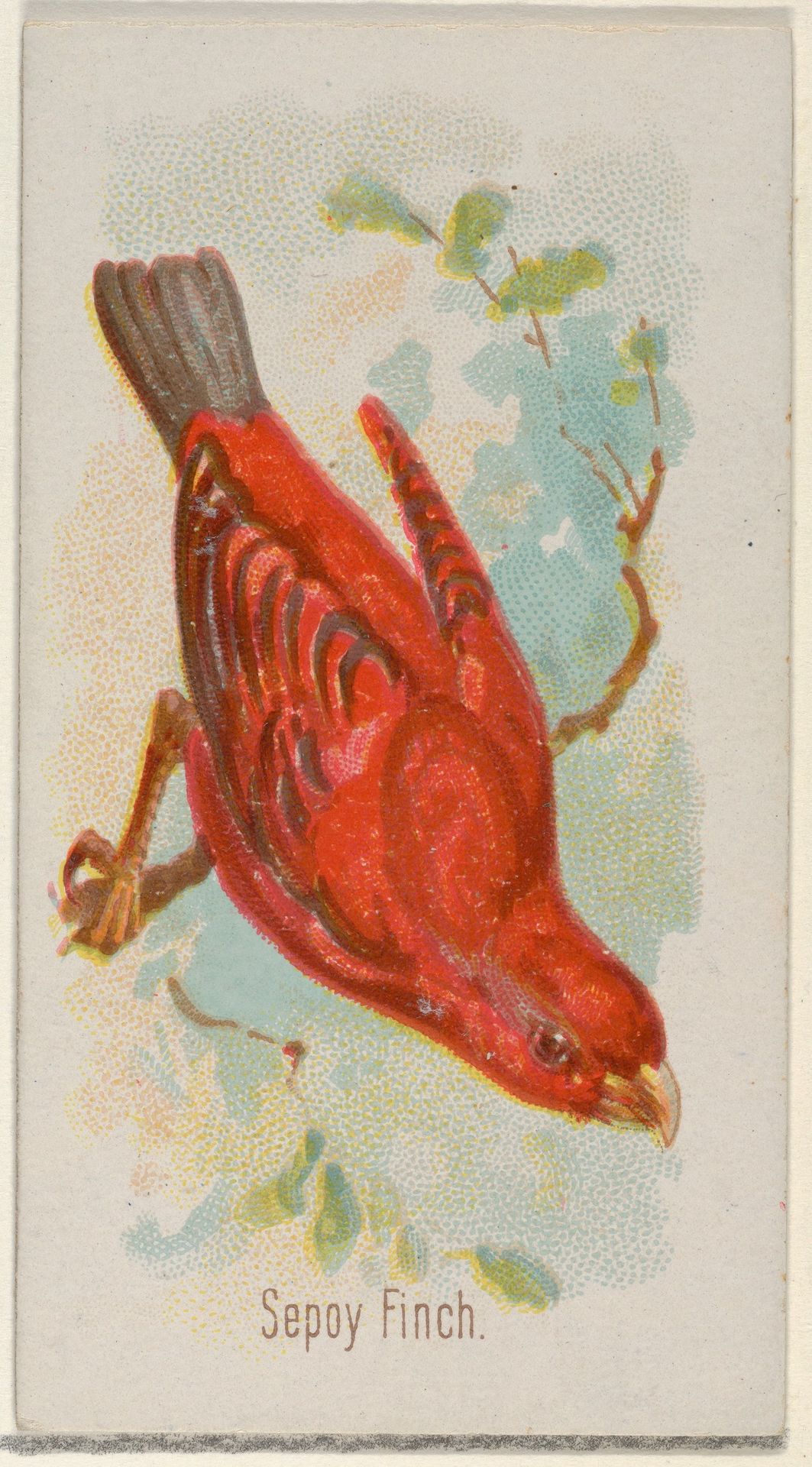 Sepoy Finch, from the Song Birds of the World series (N23) for Allen & Ginter Cigarettes by Allen & Ginter
