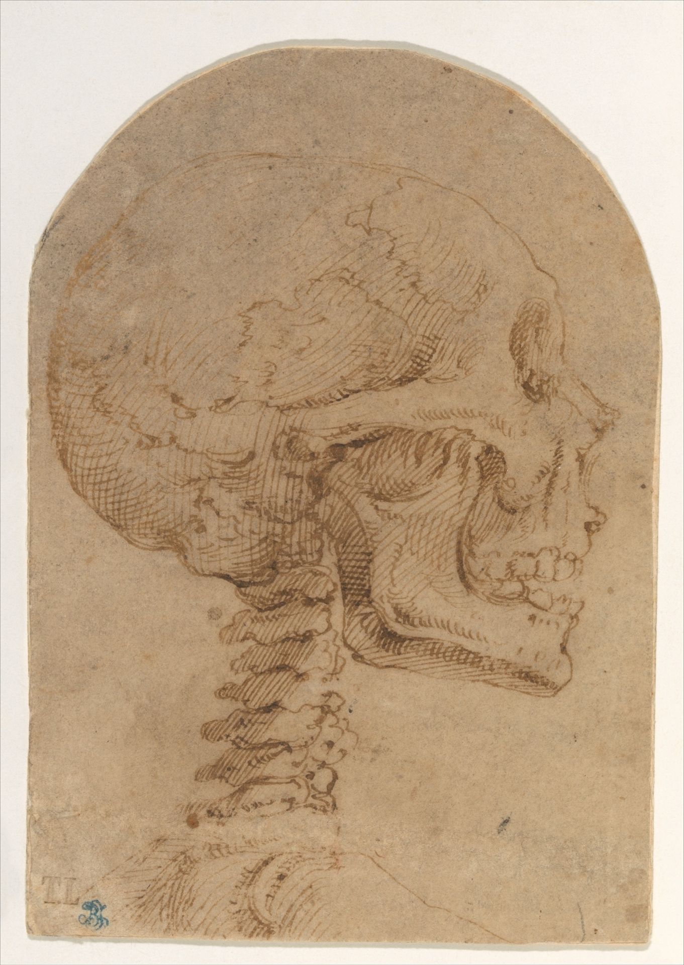 Skull in Profile by Battista Franco