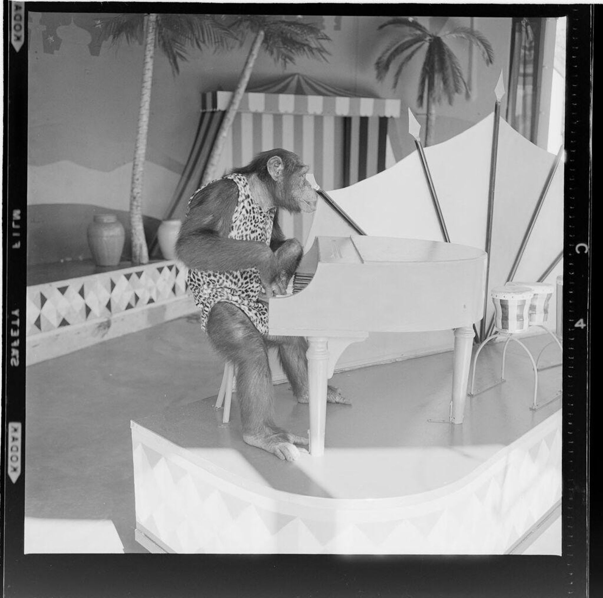 Untitled (chimp playing the piano) by Jack Gould
