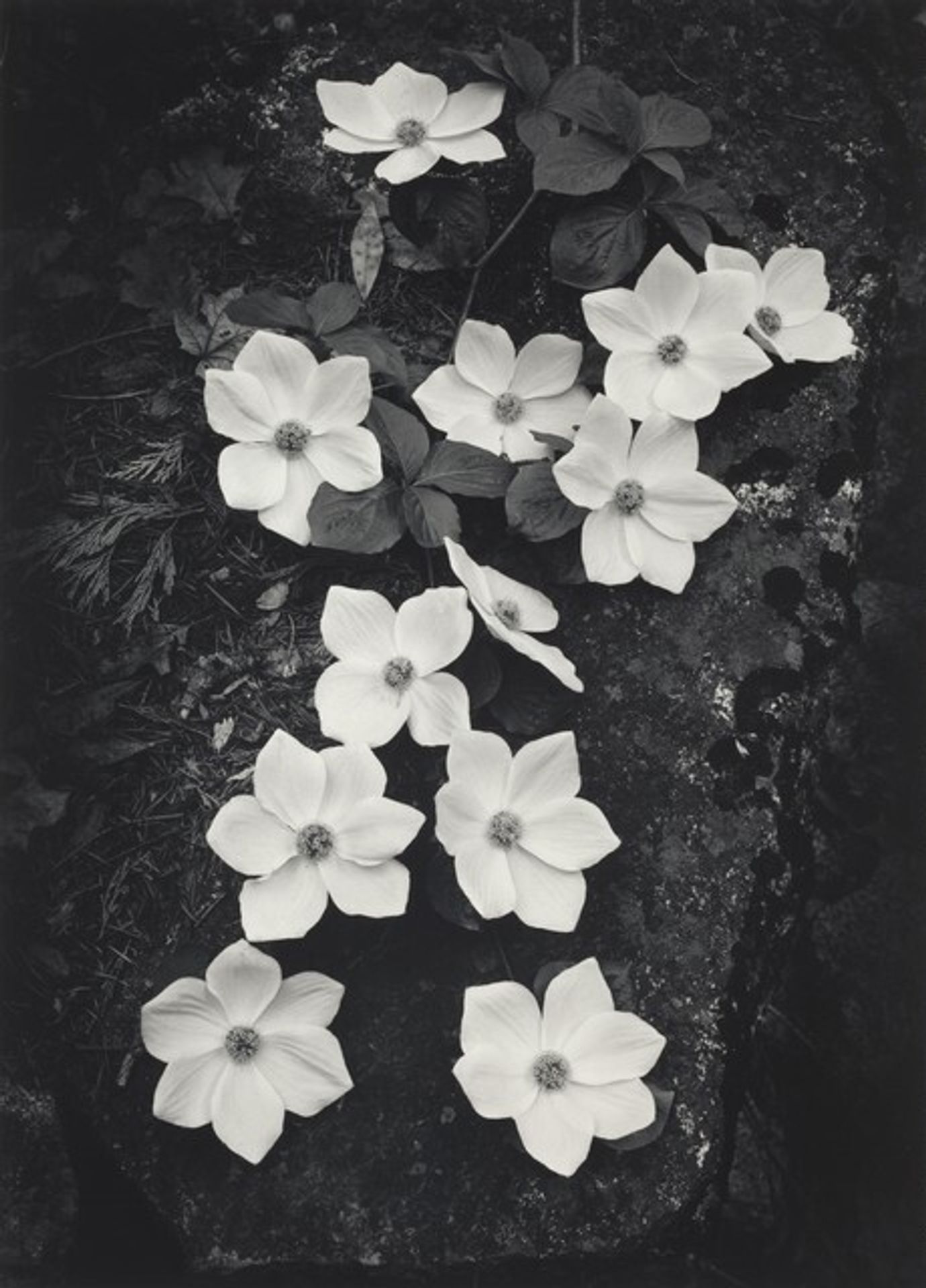 Dogwood, Yosemite National Park, California by Ansel Adams