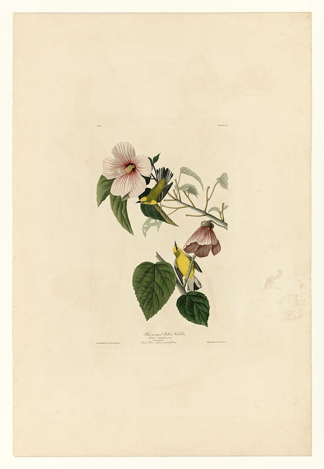 Plate 20. Blue-winged Yellow Warbler by John James Audubon