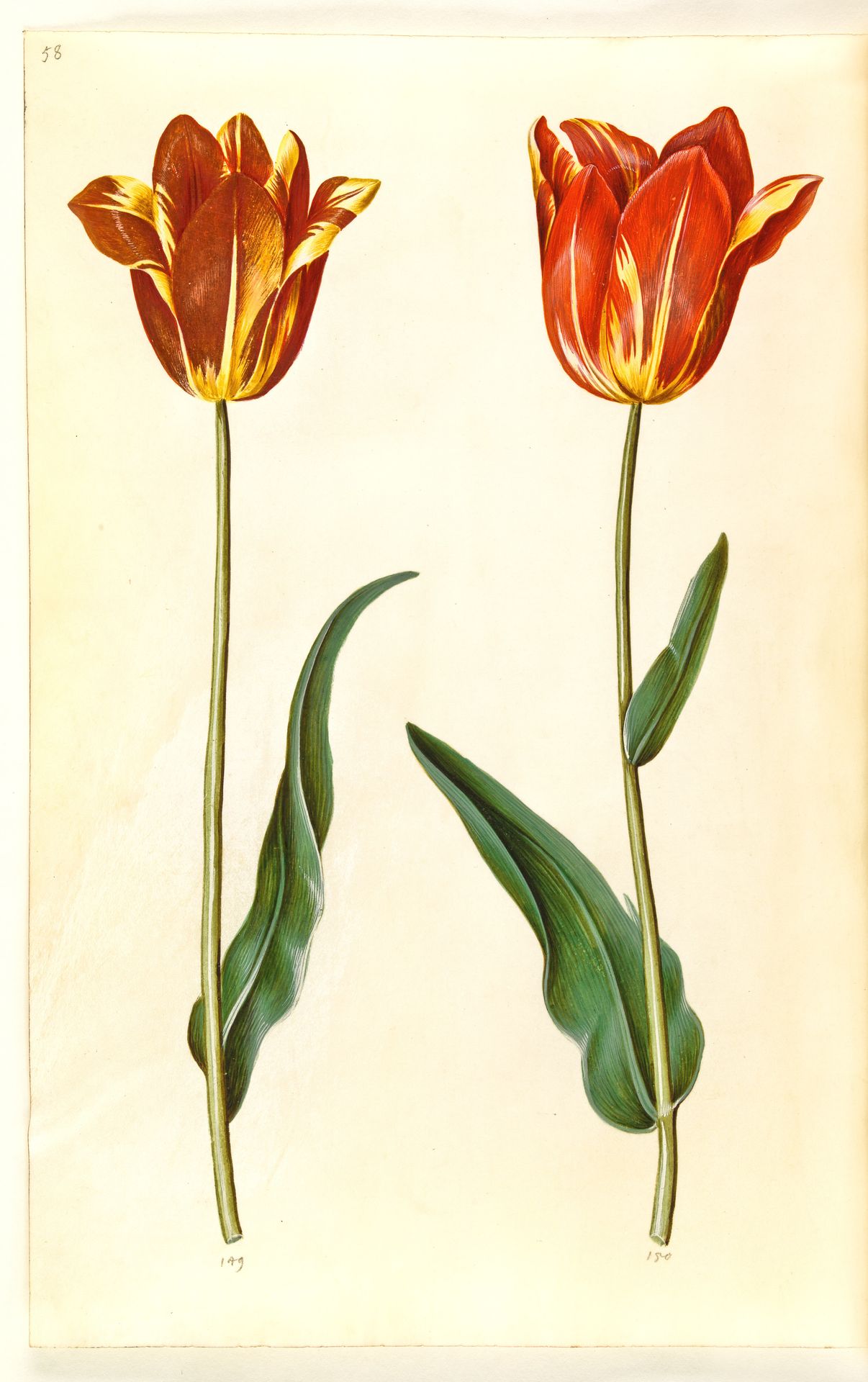 Tulipa gesneriana (have-tulipan) by Hans Simon Holtzbecker