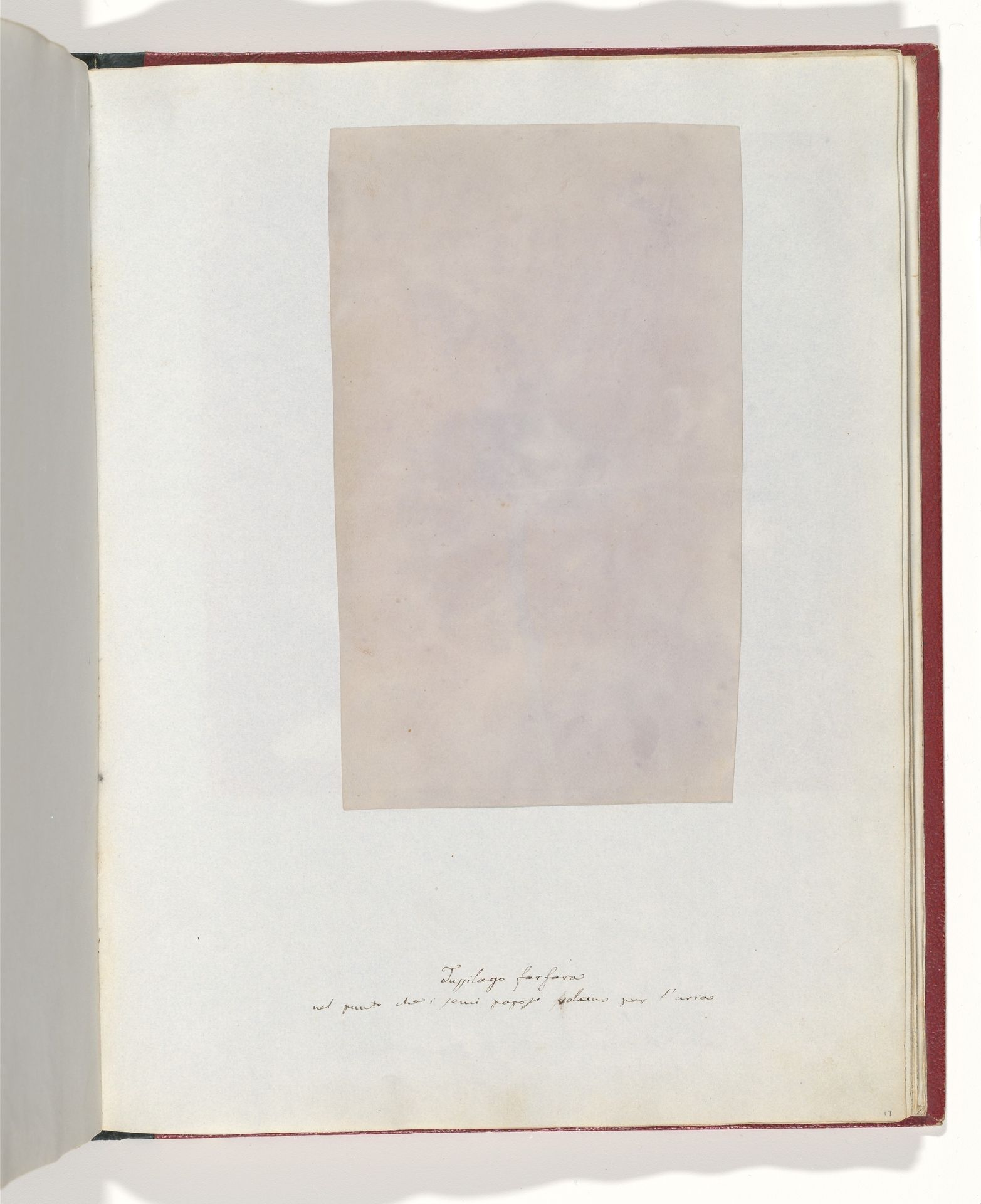 Tussilago Farfara by William Henry Fox Talbot