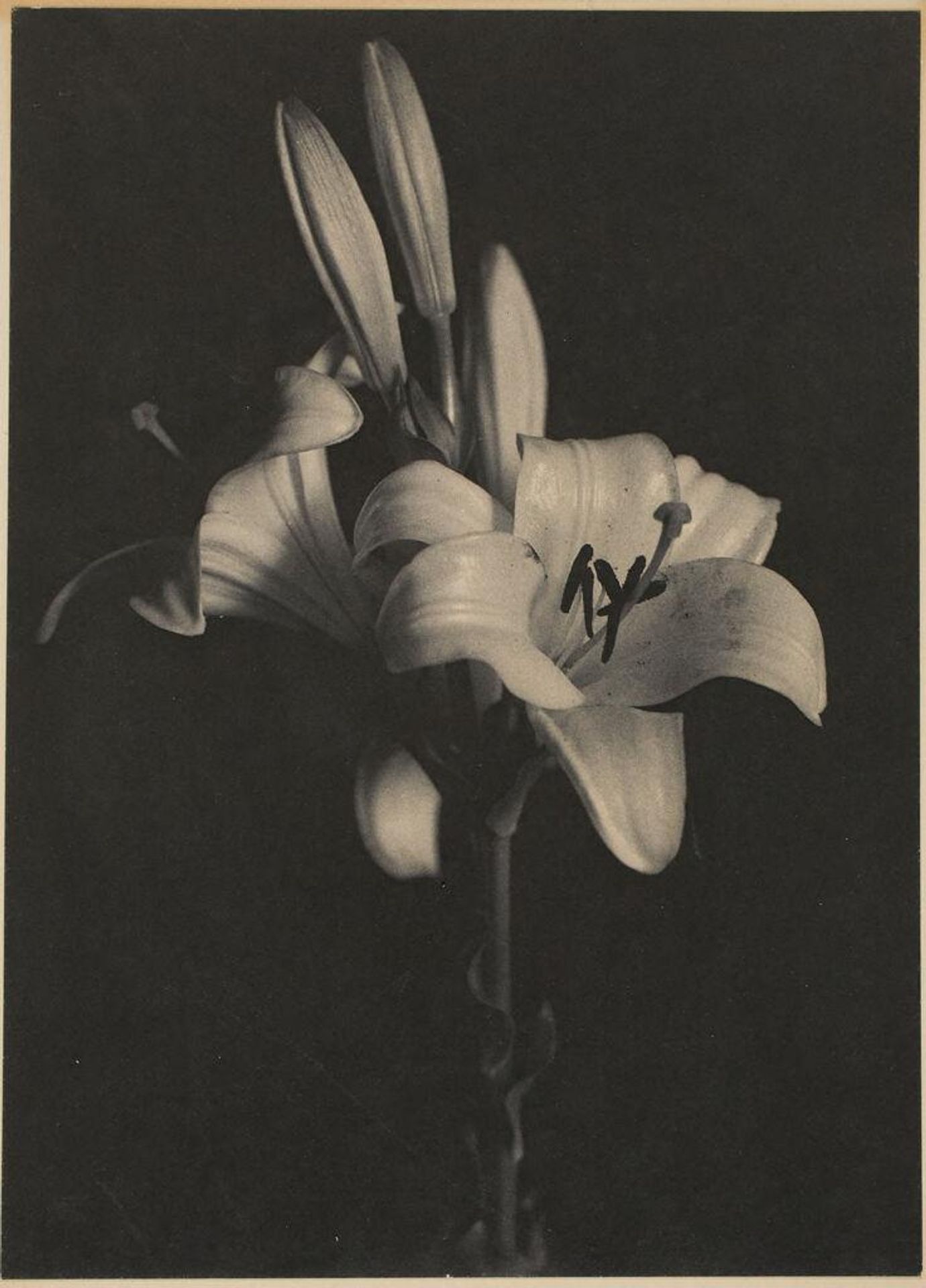 Untitled (Madonna Lily) by Sarah Choate Sears