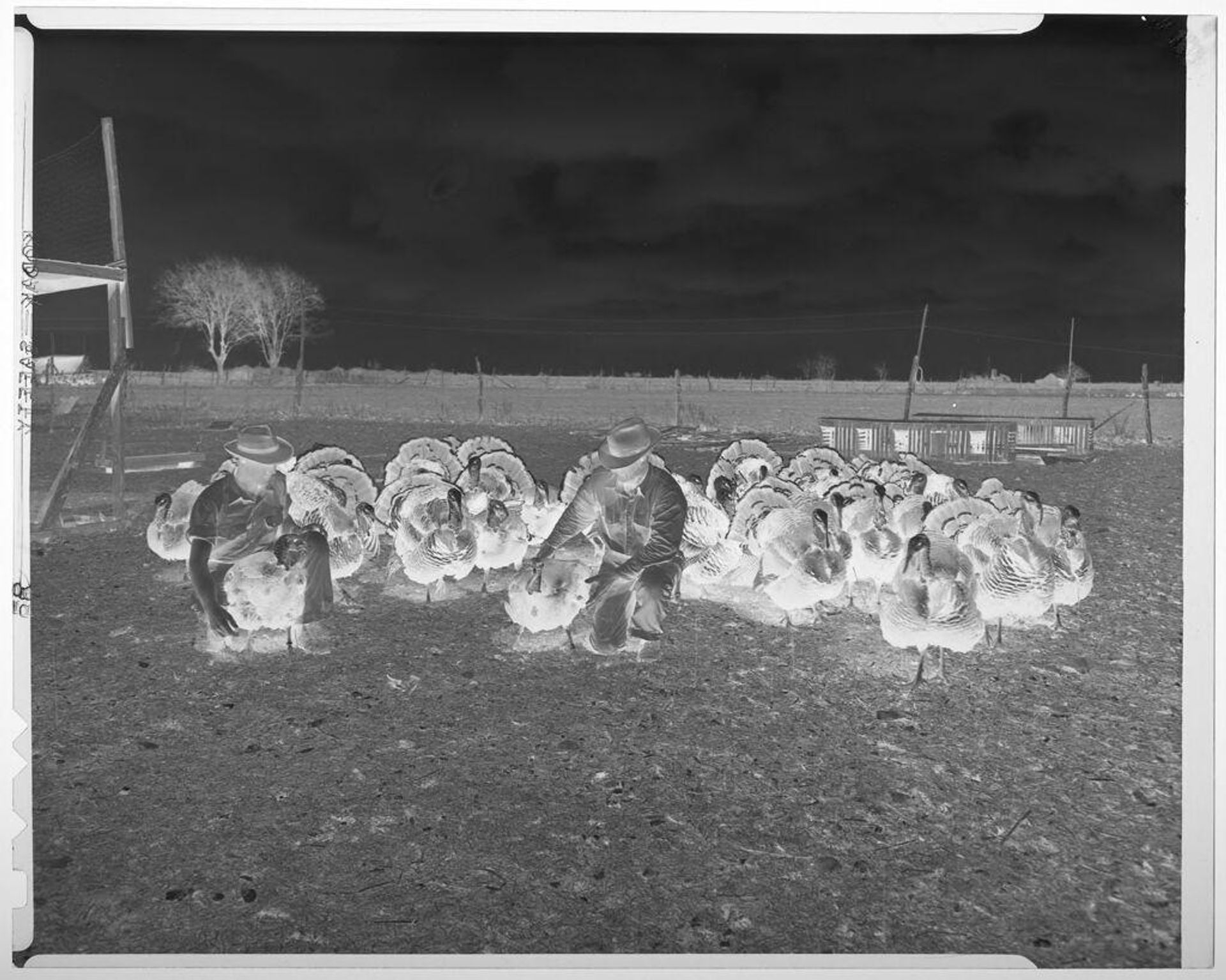 Untitled (two men kneeling and tending to turkeys) by Harry Annas