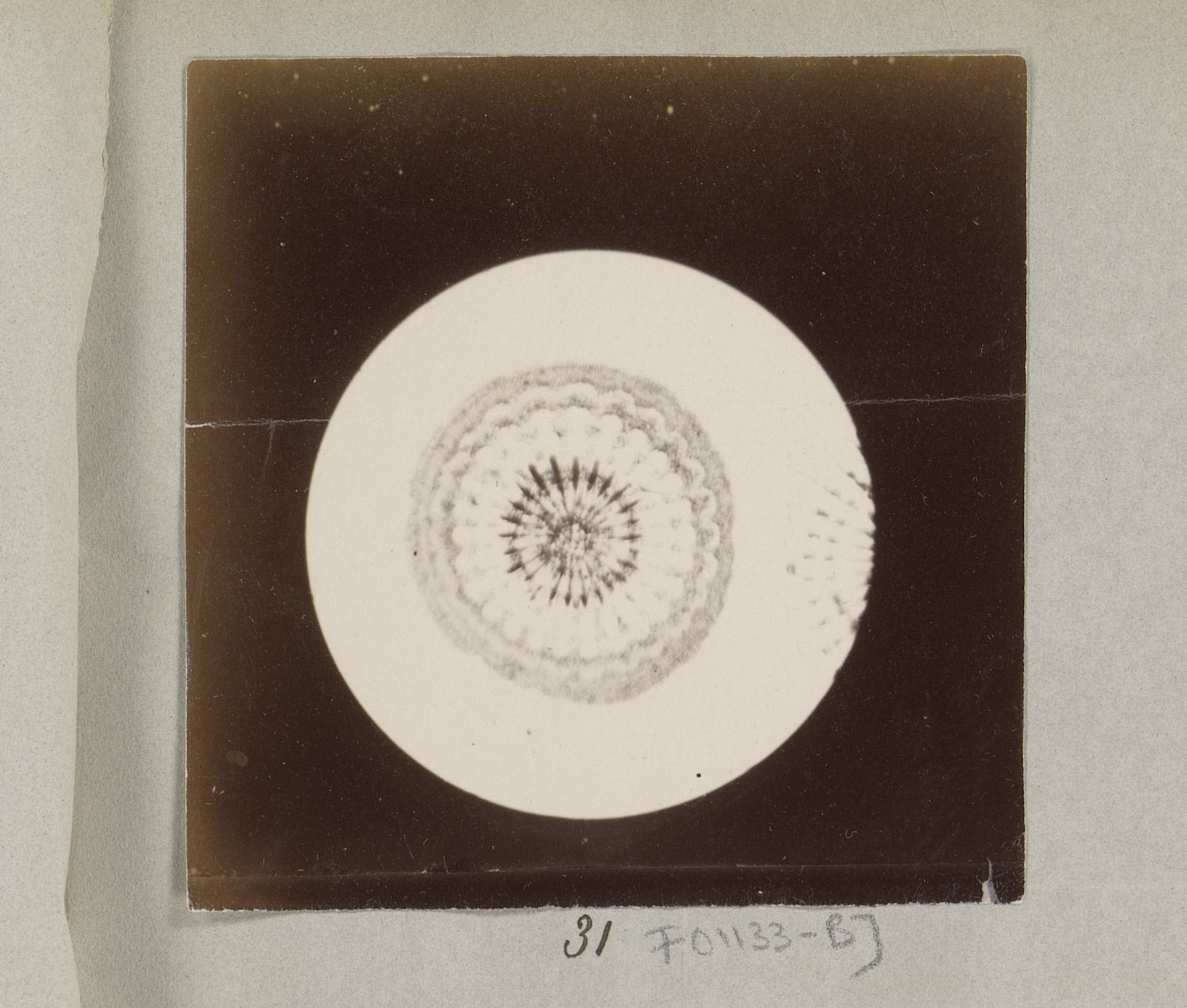 Microscopische opname van de doorsnede van een stekel, 25 keer vergroot by Marinus Pieter Filbri