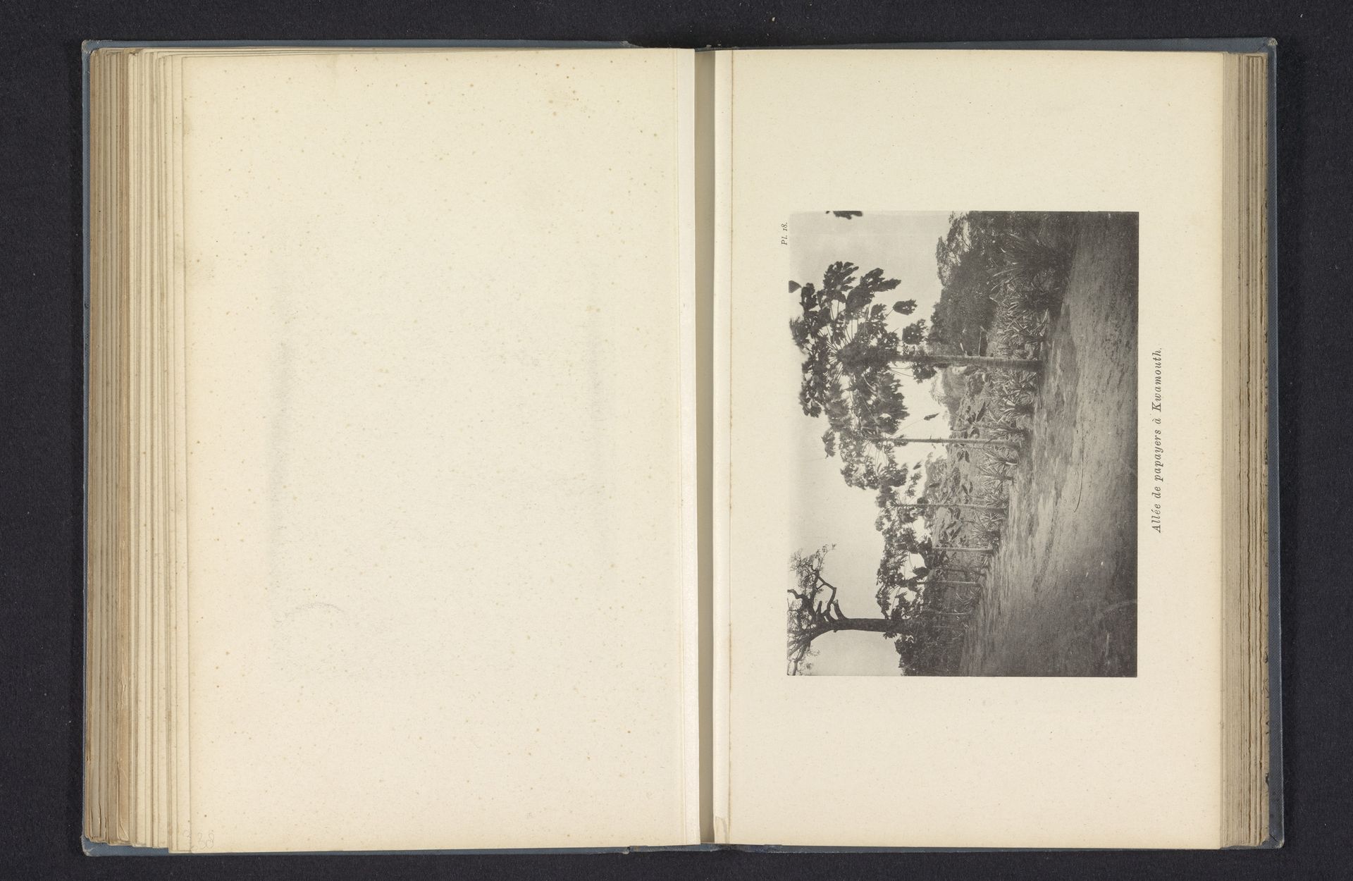 Laan met meloenbomen te Kwamouth by Franz Thonner