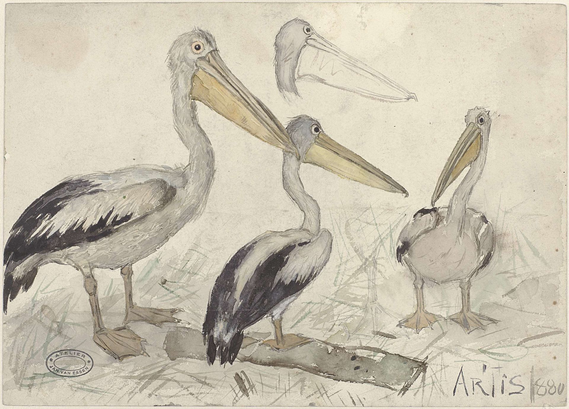 Pelicans in Artis Zoo by Jan van Essen