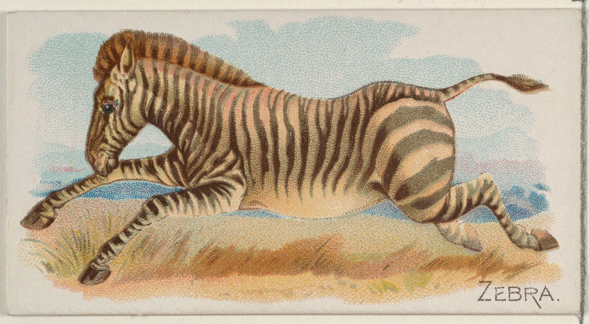 Zebra, from the Quadrupeds series (N21) for Allen & Ginter Cigarettes by Allen & Ginter