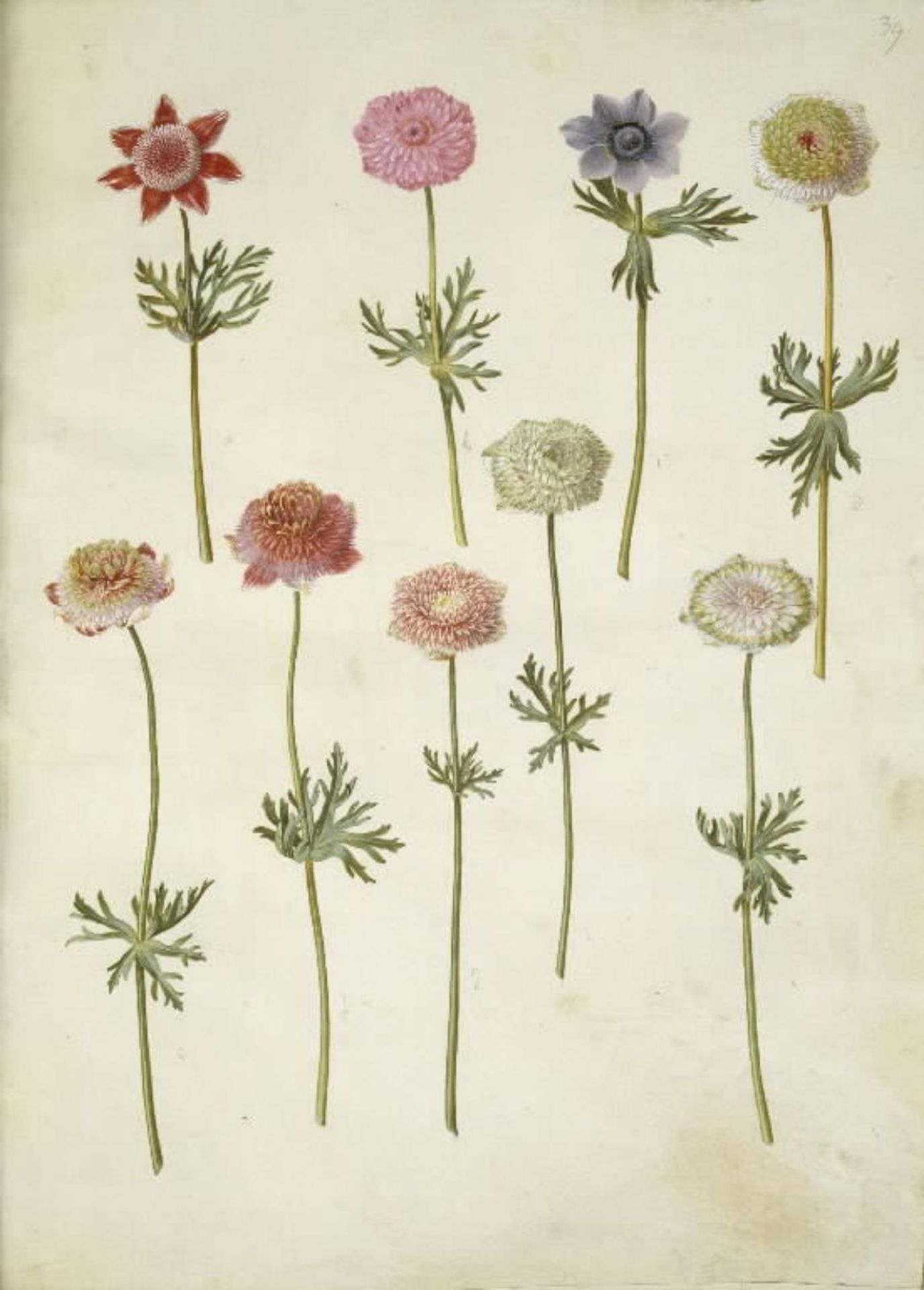 Anemone coronaria (fransk anemone) by Hans Simon Holtzbecker