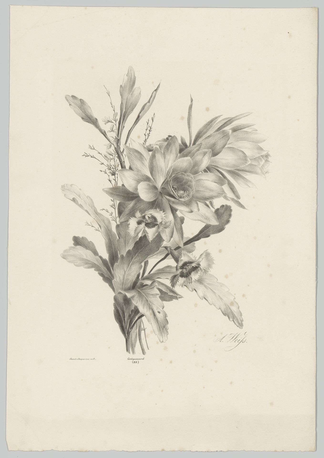 Diverse bloemen by Anton Weiss