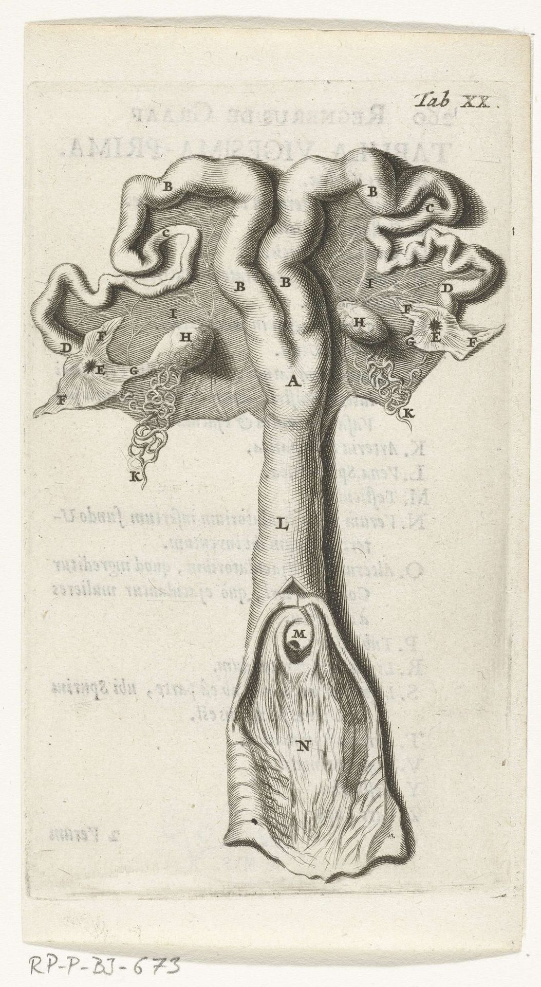 Anatomische afbeelding van de baarmoederhals, de baarmoeder, de eileiders en de eierstokken by Hendrik Bary