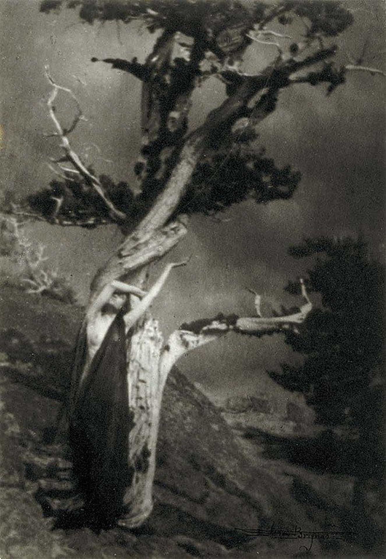 The Dying Cedar by Anne Brigman