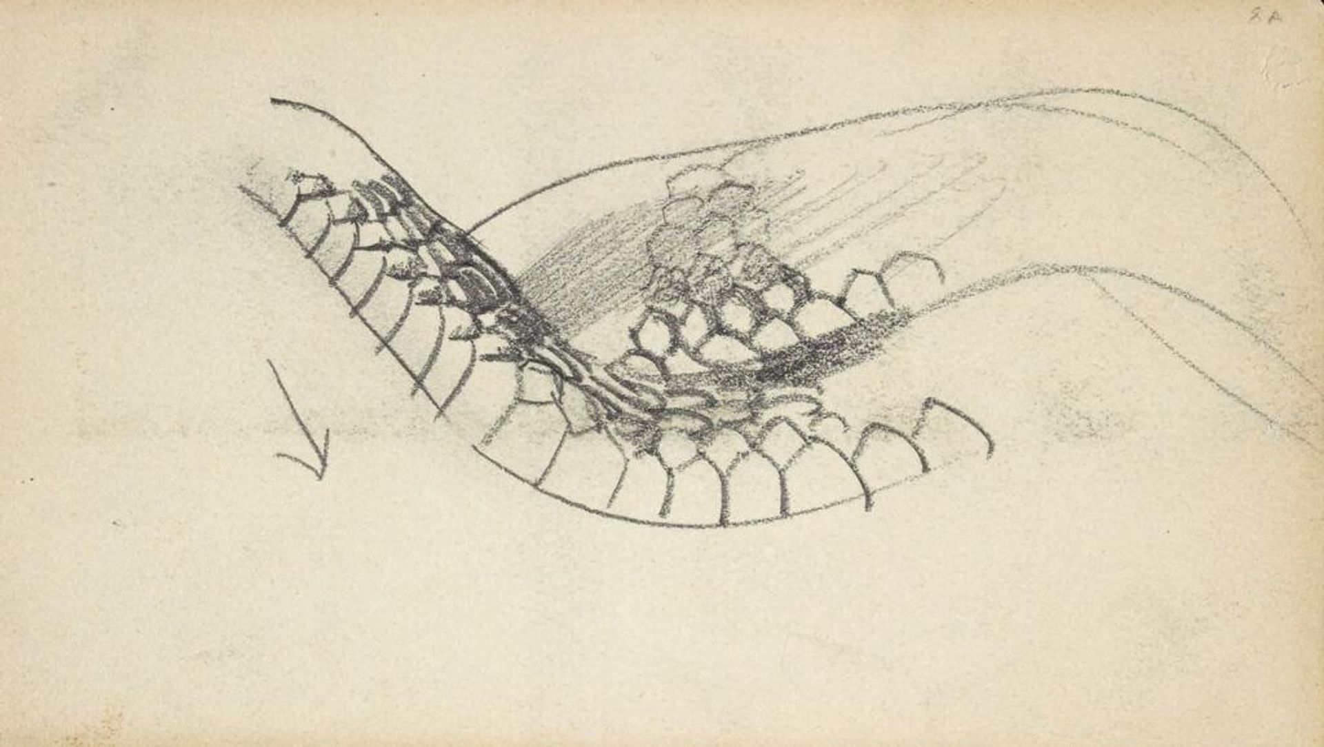 Study of a Snake; verso: Three Abstracted Sketches by John Singer Sargent