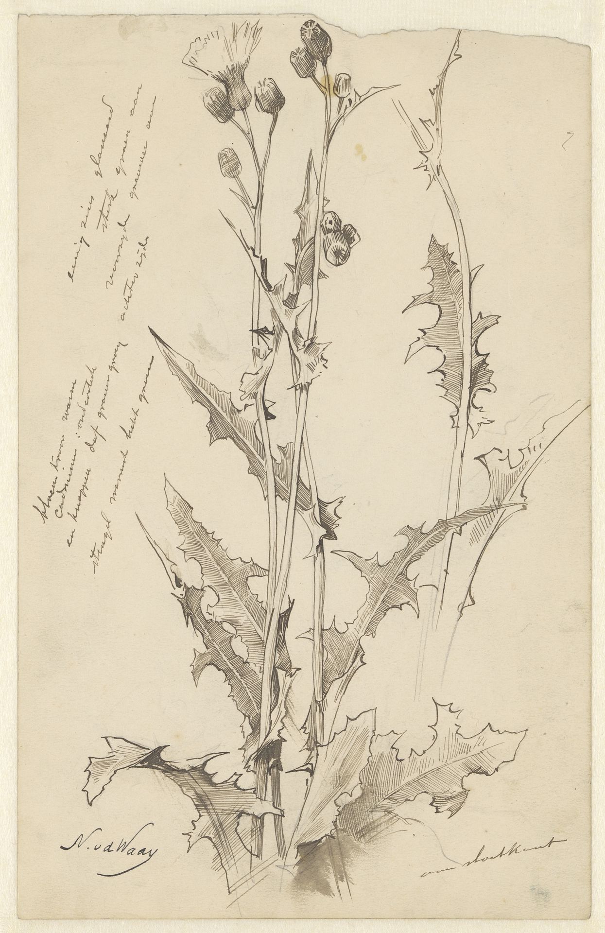 Distel by Nicolaas van der Waay