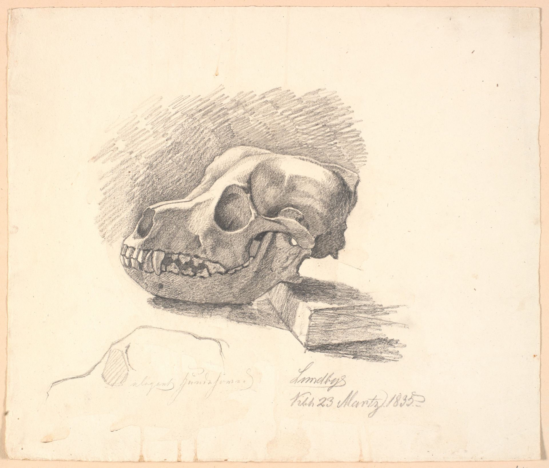 Hundekranium. Forneden ufuldendt studie af samme motiv by Johan Thomas Lundbye