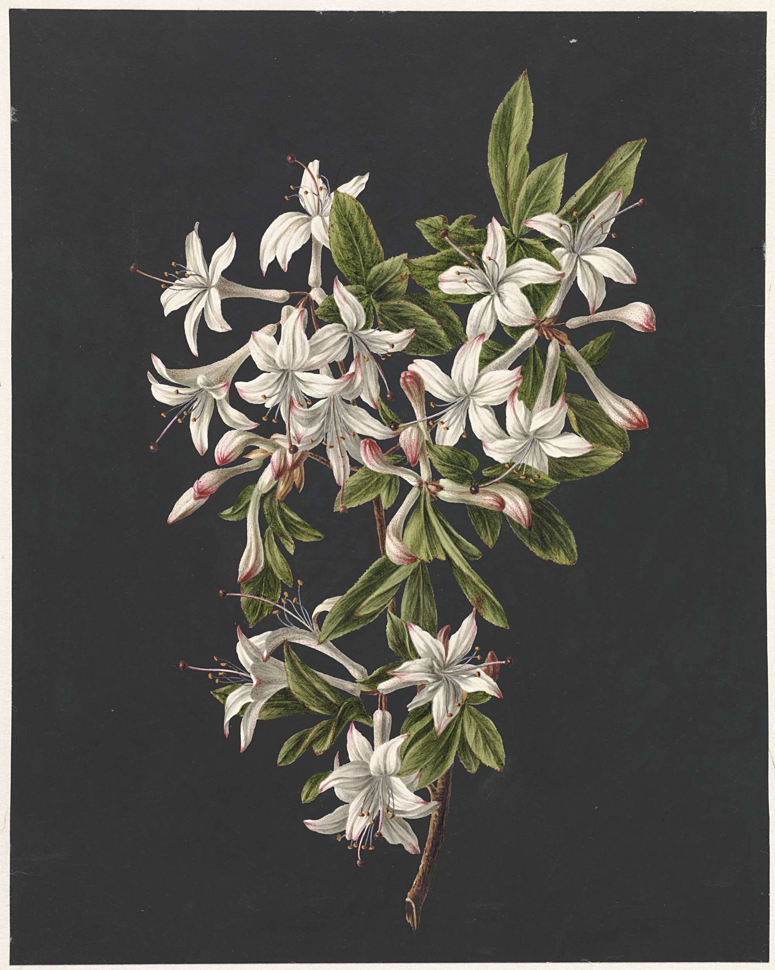 Branch of Azaleas in Bloom by M. de Gijselaar