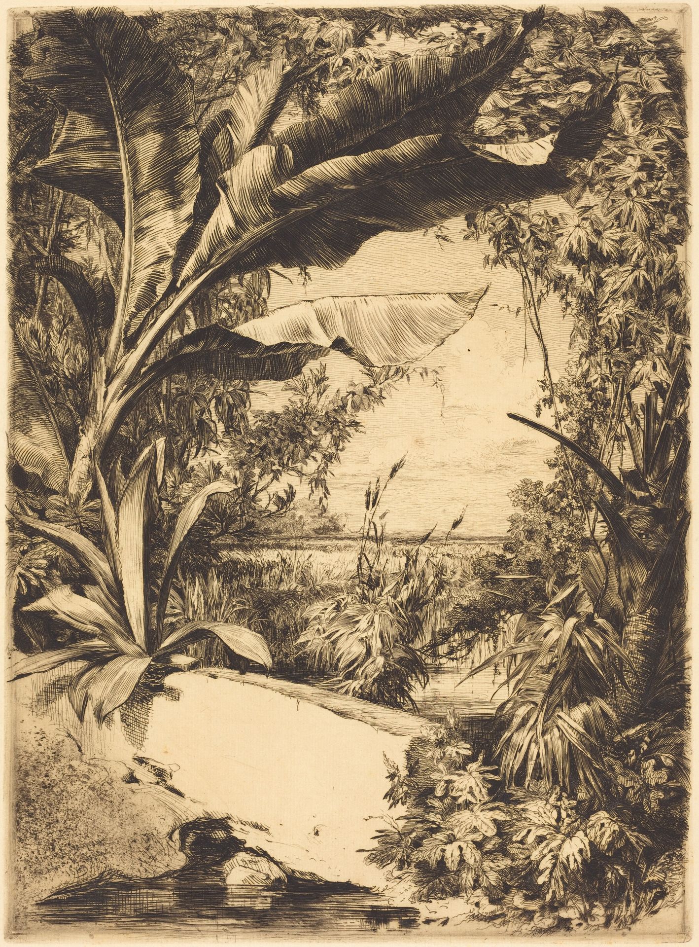 Plantes de Serre (Greenhouse or Aquatic Plants) by Jules Ferdinand Jacquemart