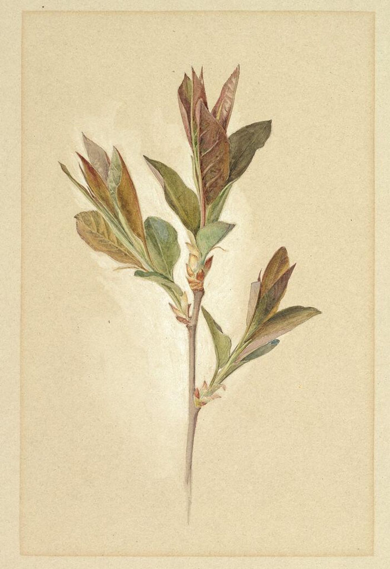 Plant Stalk by Charles Herbert