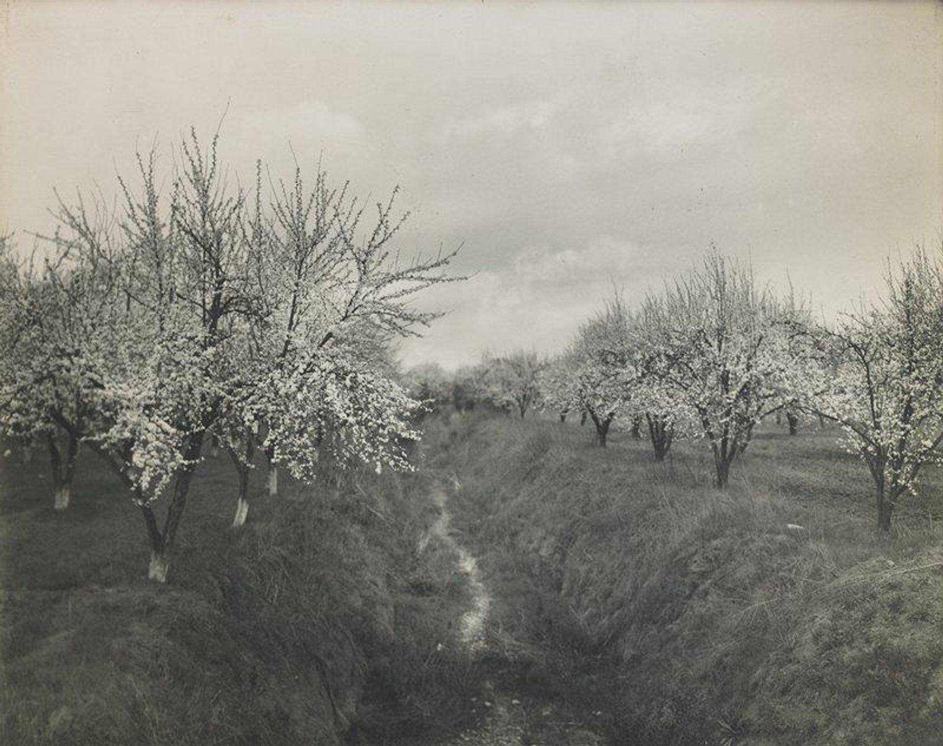 Blossoming Orchard by Willard E. Worden