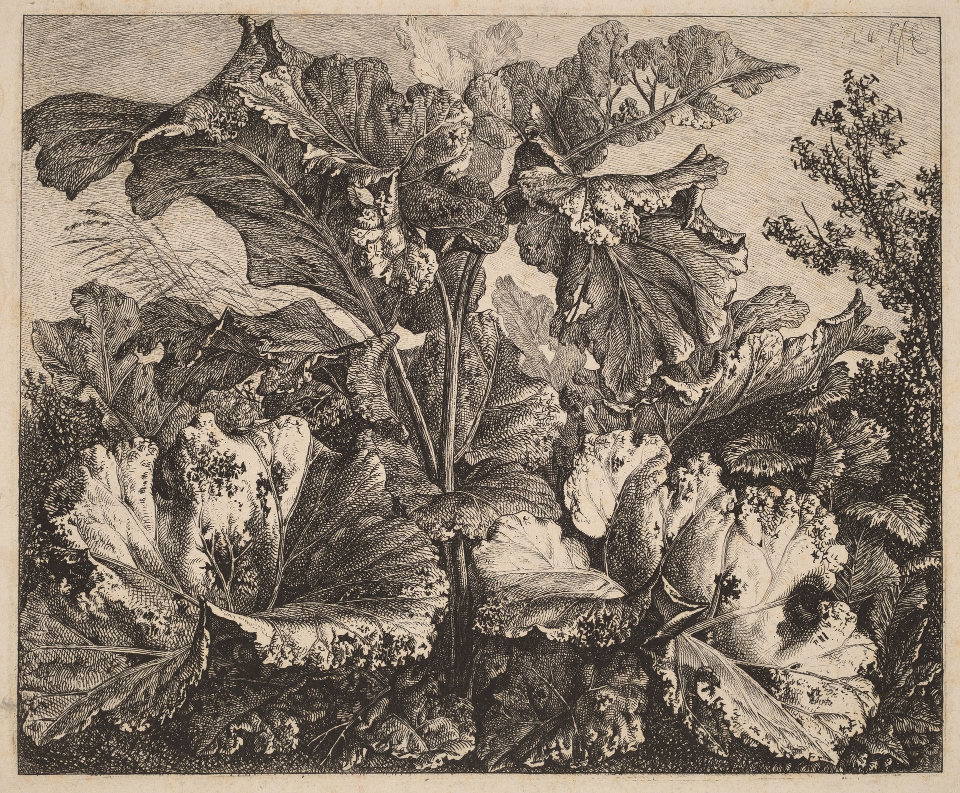 Small Plant Study: a Burdock, Delicate Tufts of Grass at Left by Carl Wilhelm Kolbe