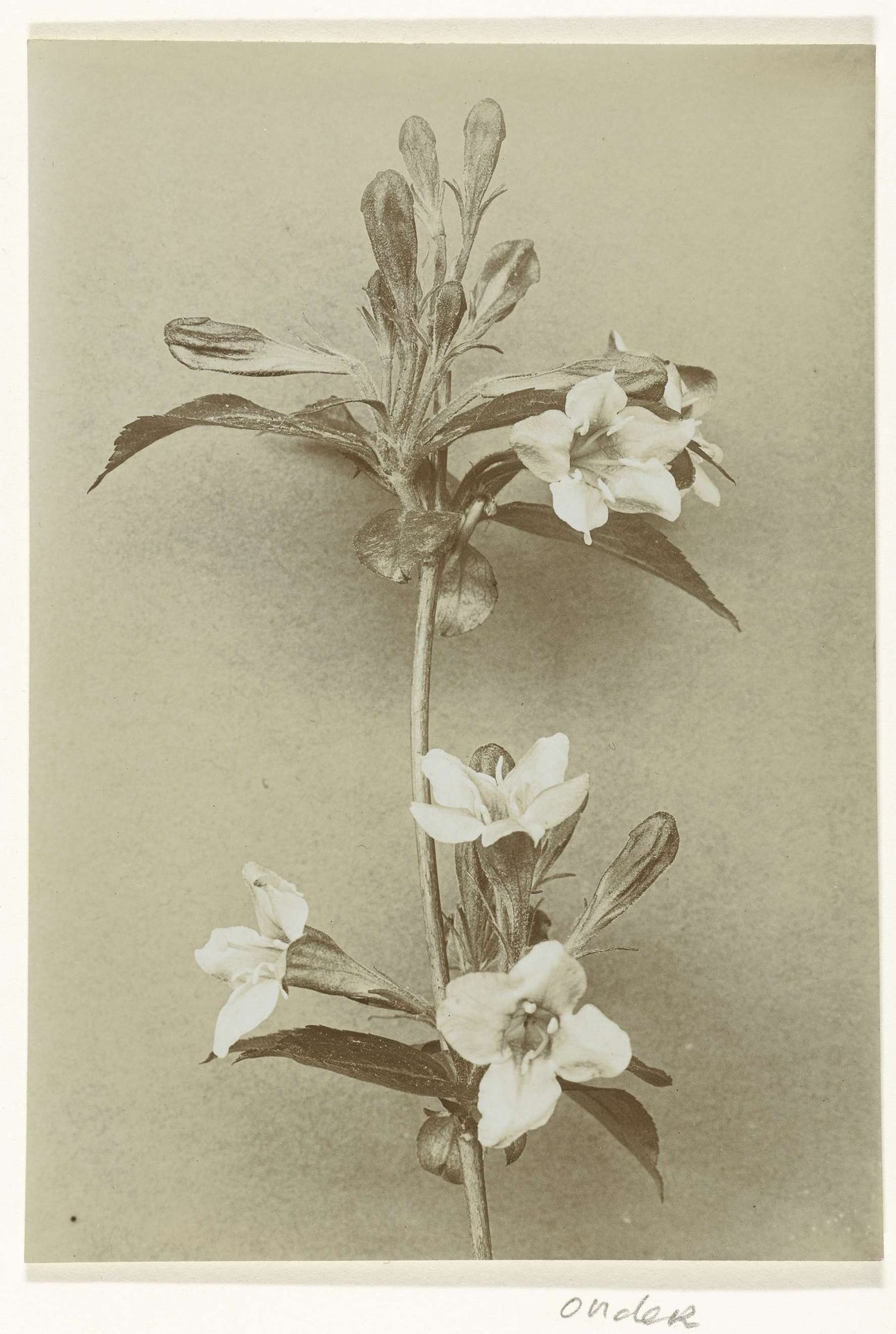 Tak van een weigelia by Richard Tepe