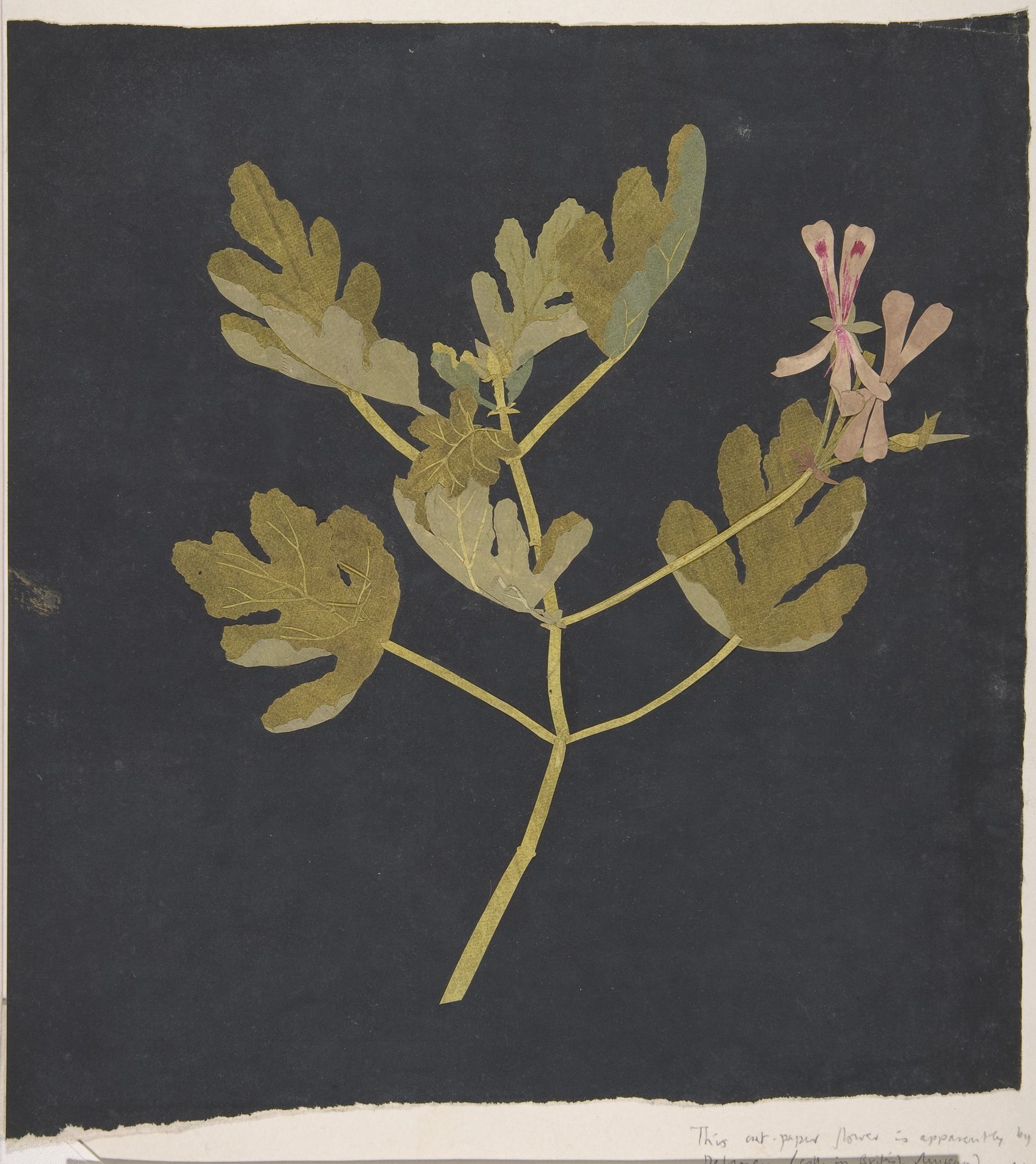 Botanical Study by Mary Delany