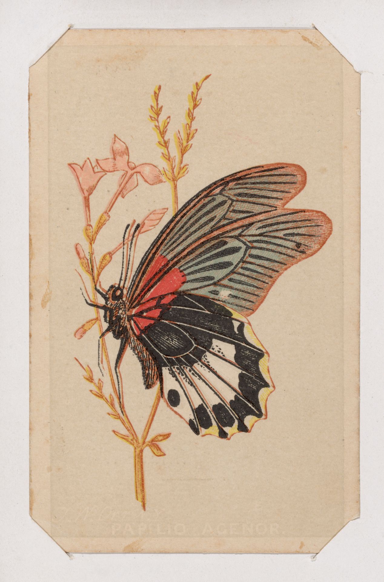 Butterfly card from the Butterflies and Moths of America series by Louis Prang & Co.