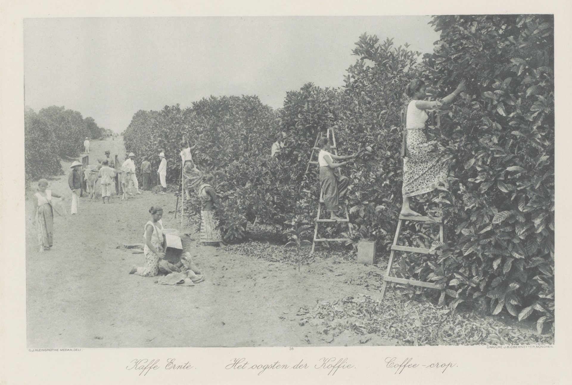 Koffiepluksters op een plantage te Sumatra by Carl J. Kleingrothe