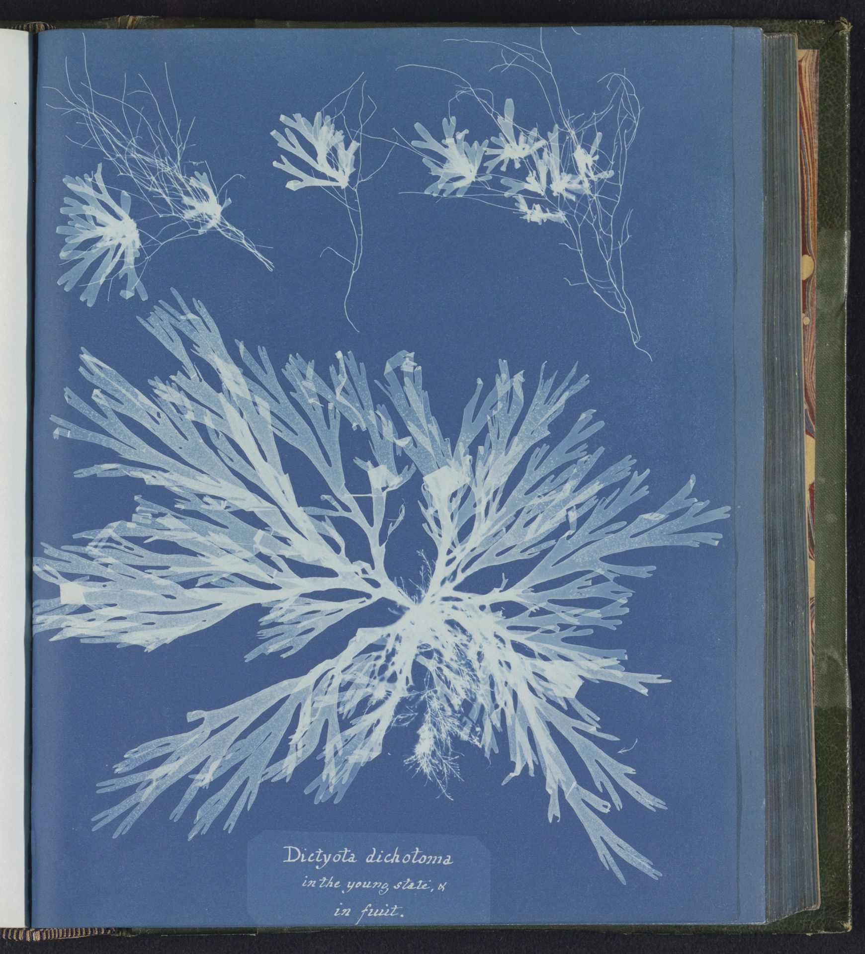 Dictyota dichotoma / in the young state, & / in fruit by Anna Atkins