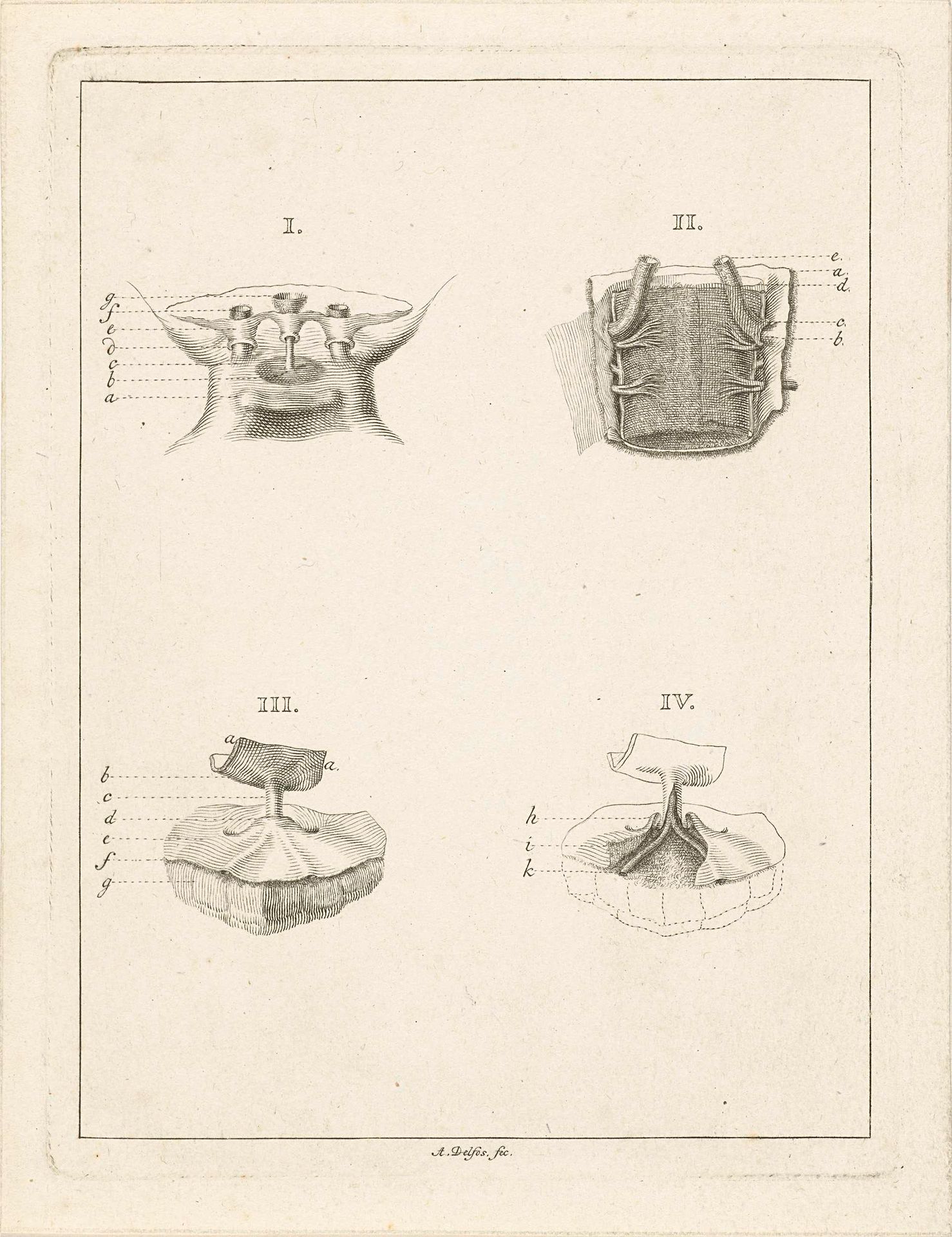 Doorsneden van planten by Abraham Delfos