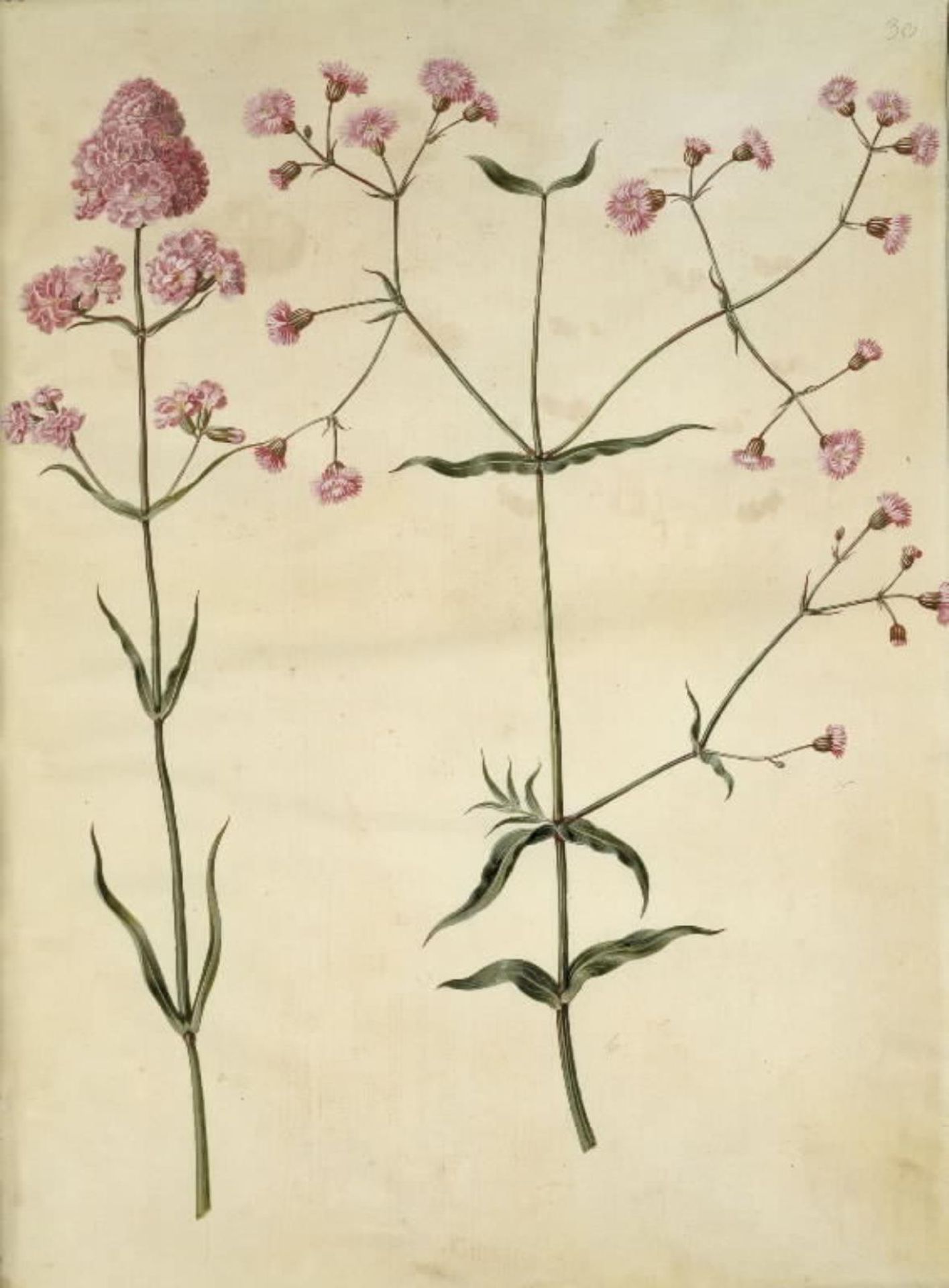 Silene viscaria (almindelig tjærenellike); Silene (trævlekrone) by Hans Simon Holtzbecker