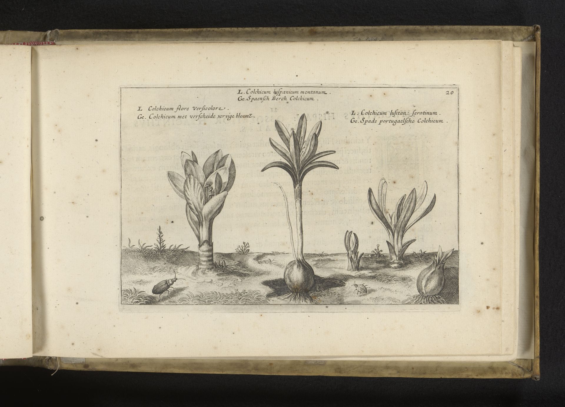 Drie soorten herfsttijloos by Crispijn van de (II) Passe