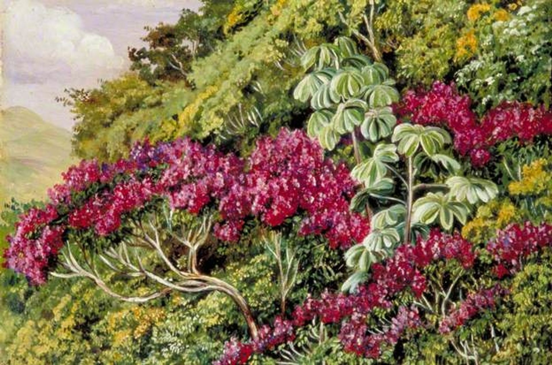 A Bank of Quaresma and Trumpet Trees, Brazil by Marianne North