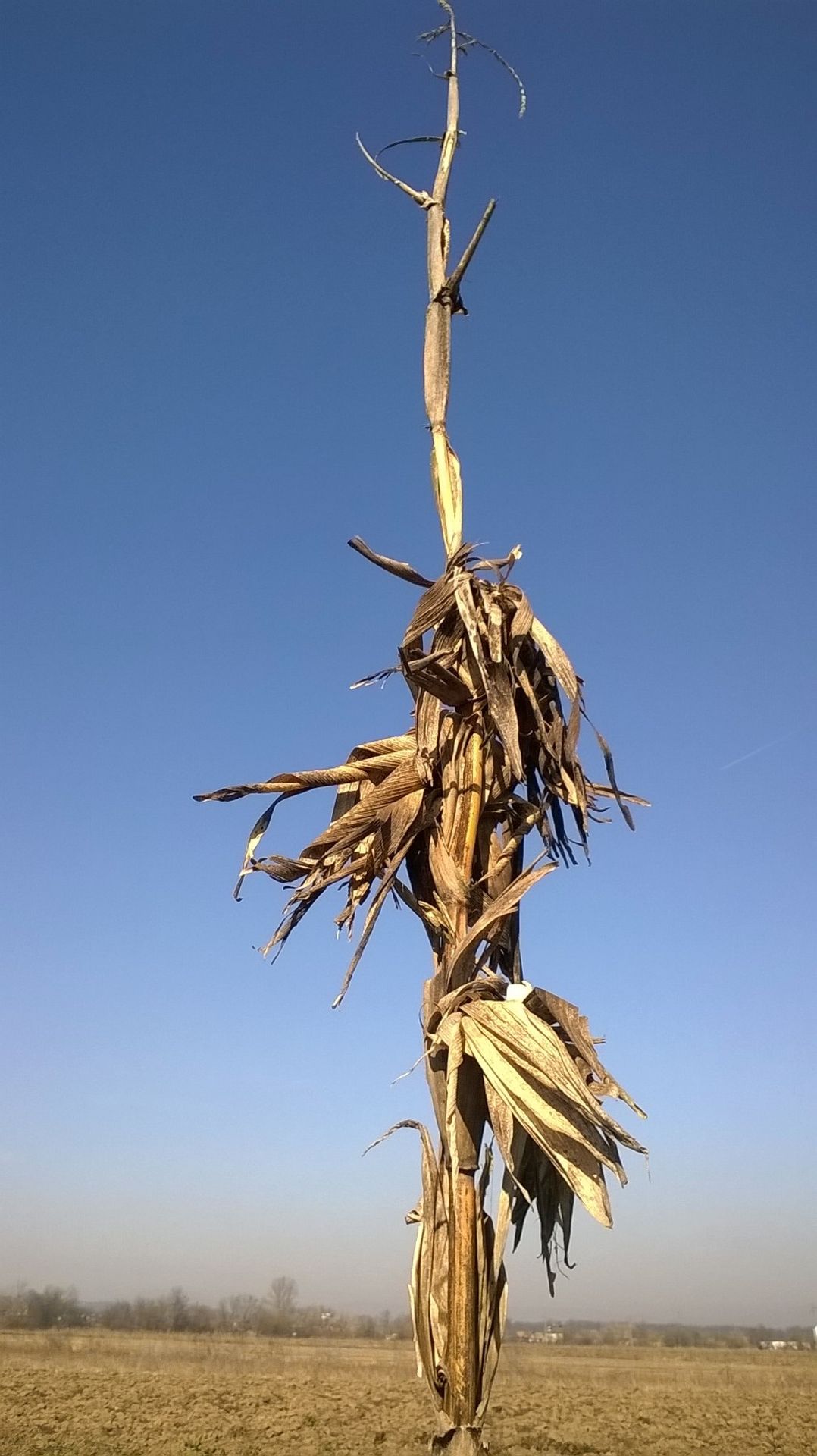 Portrait of the corn stalk by Alfred Freddy Krupa