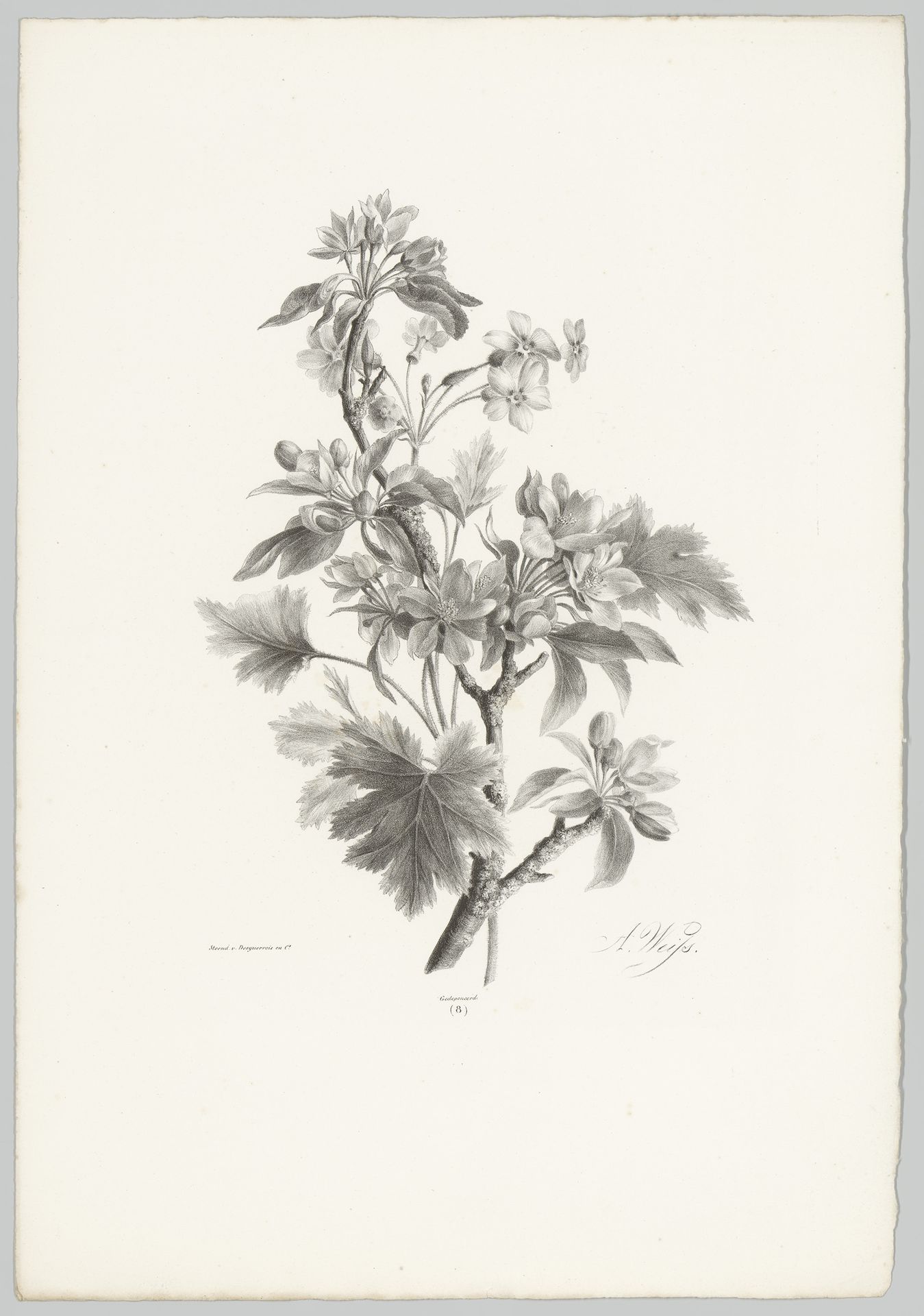 Bloemen aan tak by Anton Weiss