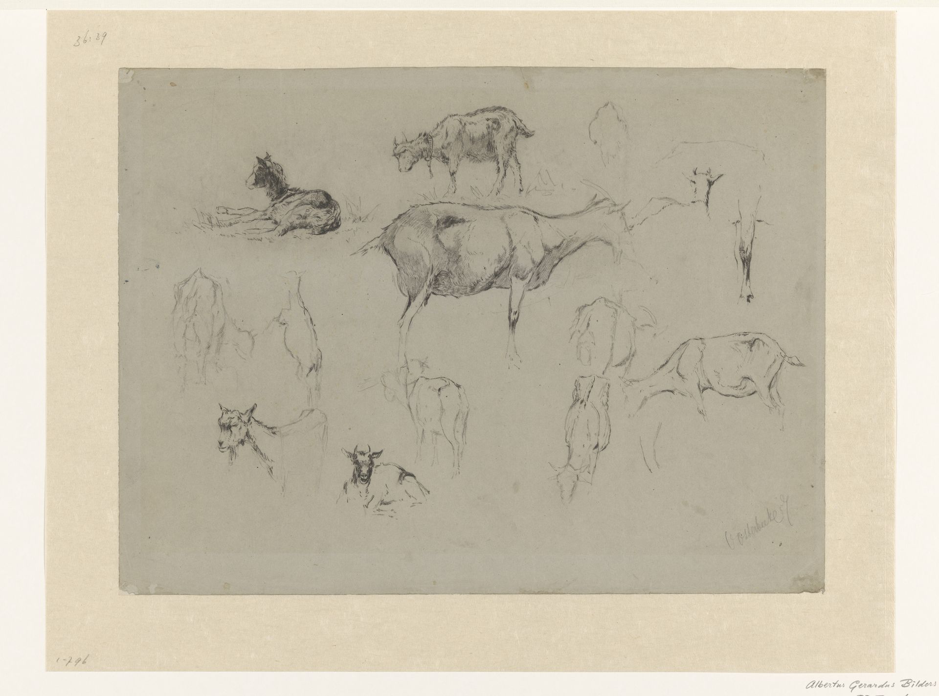 Schetsblad met studies van geiten by Gerard Bilders