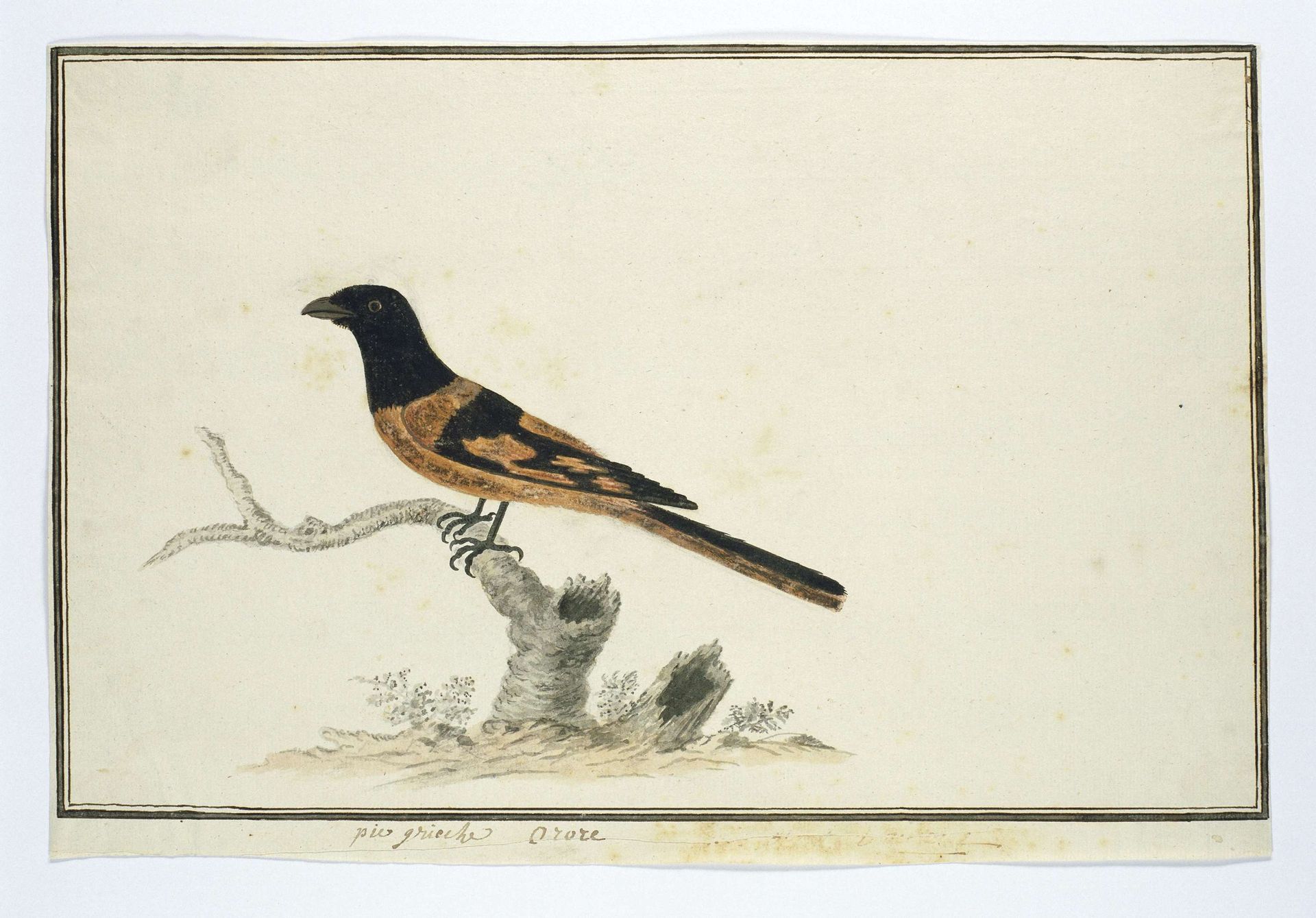 Laniarnus atrococcineus  (Crimson-breasted shrike) by Robert Jacob Gordon