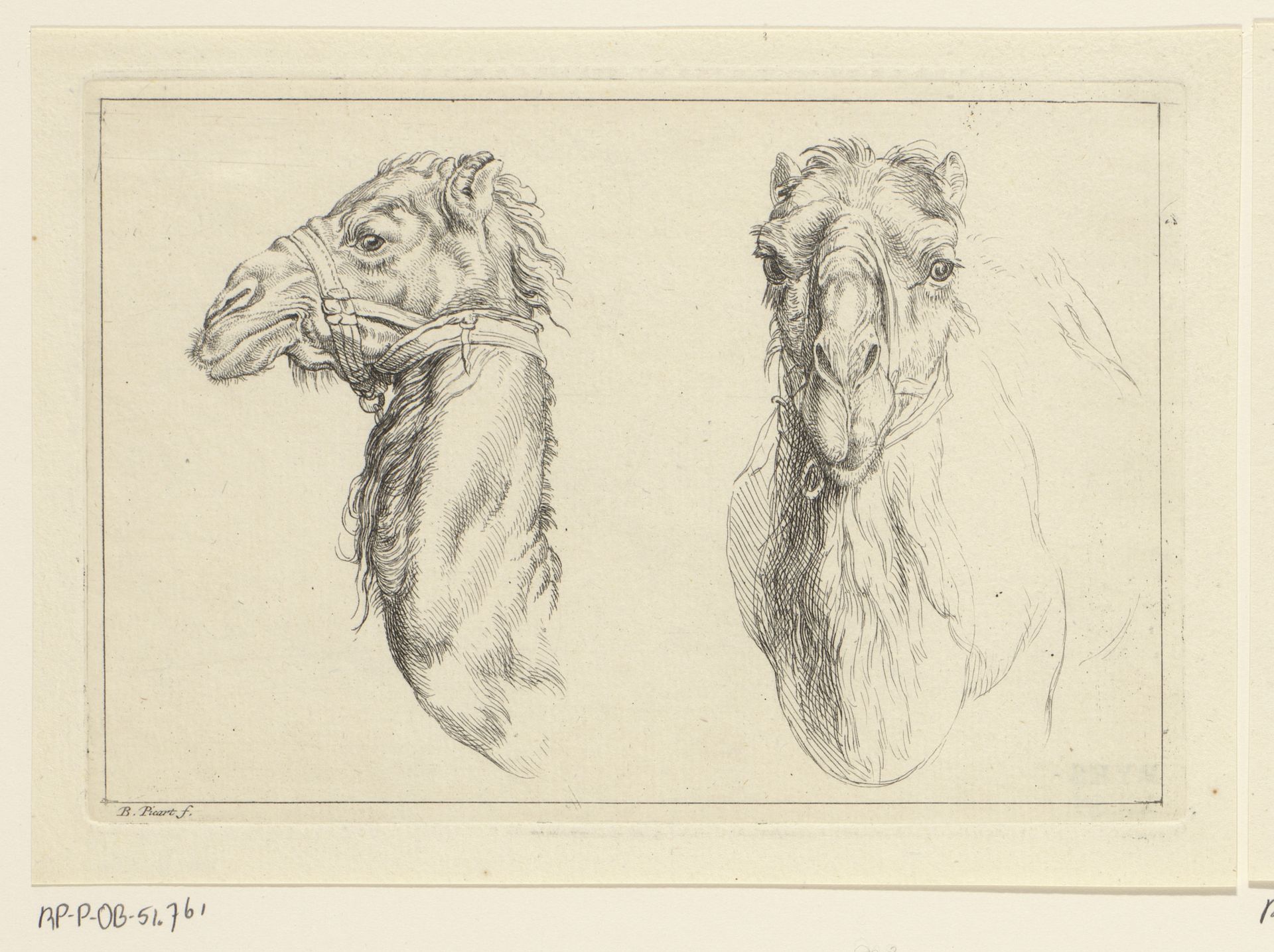 Twee dromedariskoppen by Bernard Picart