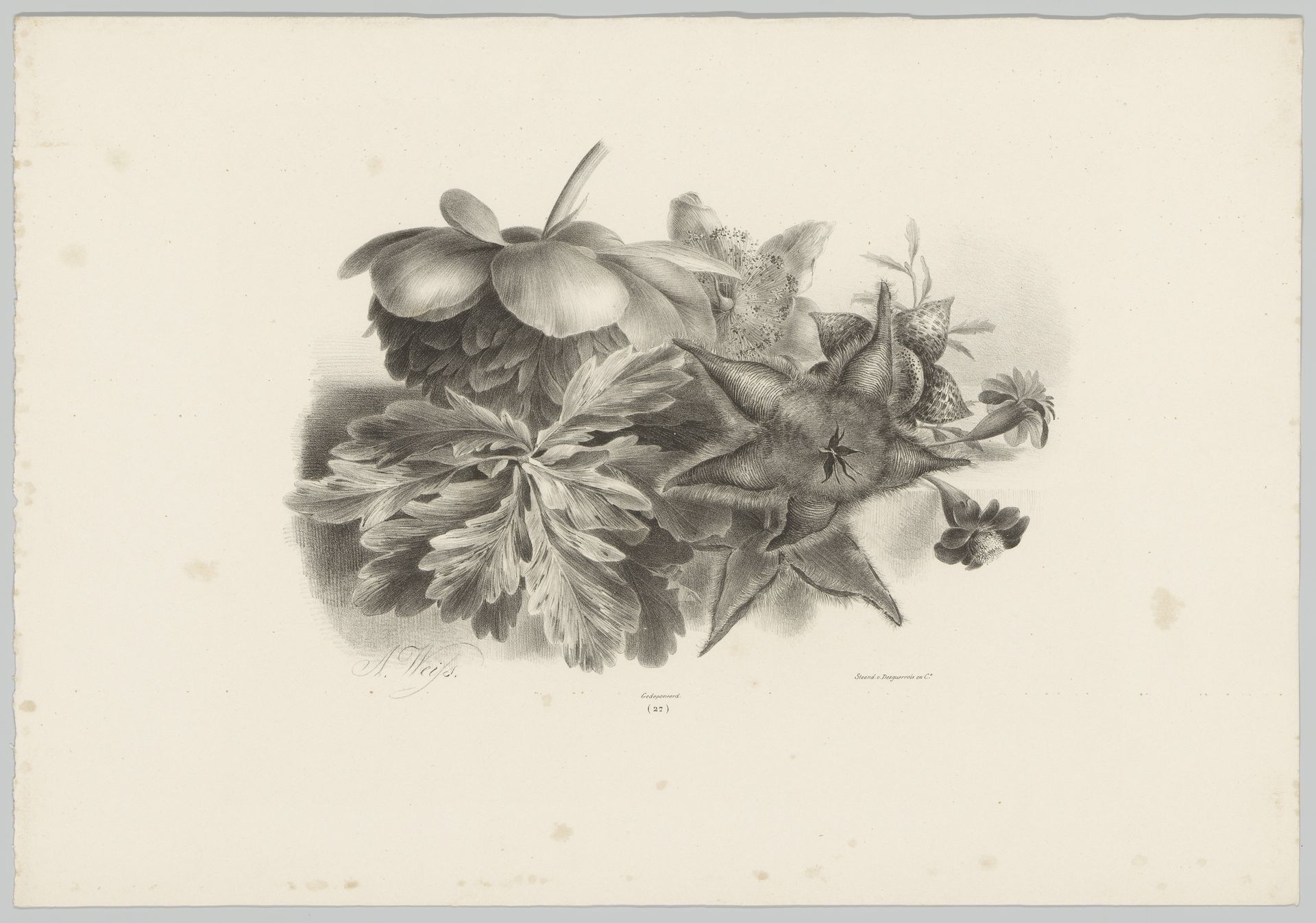 Passiebloemen en bladeren by Anton Weiss